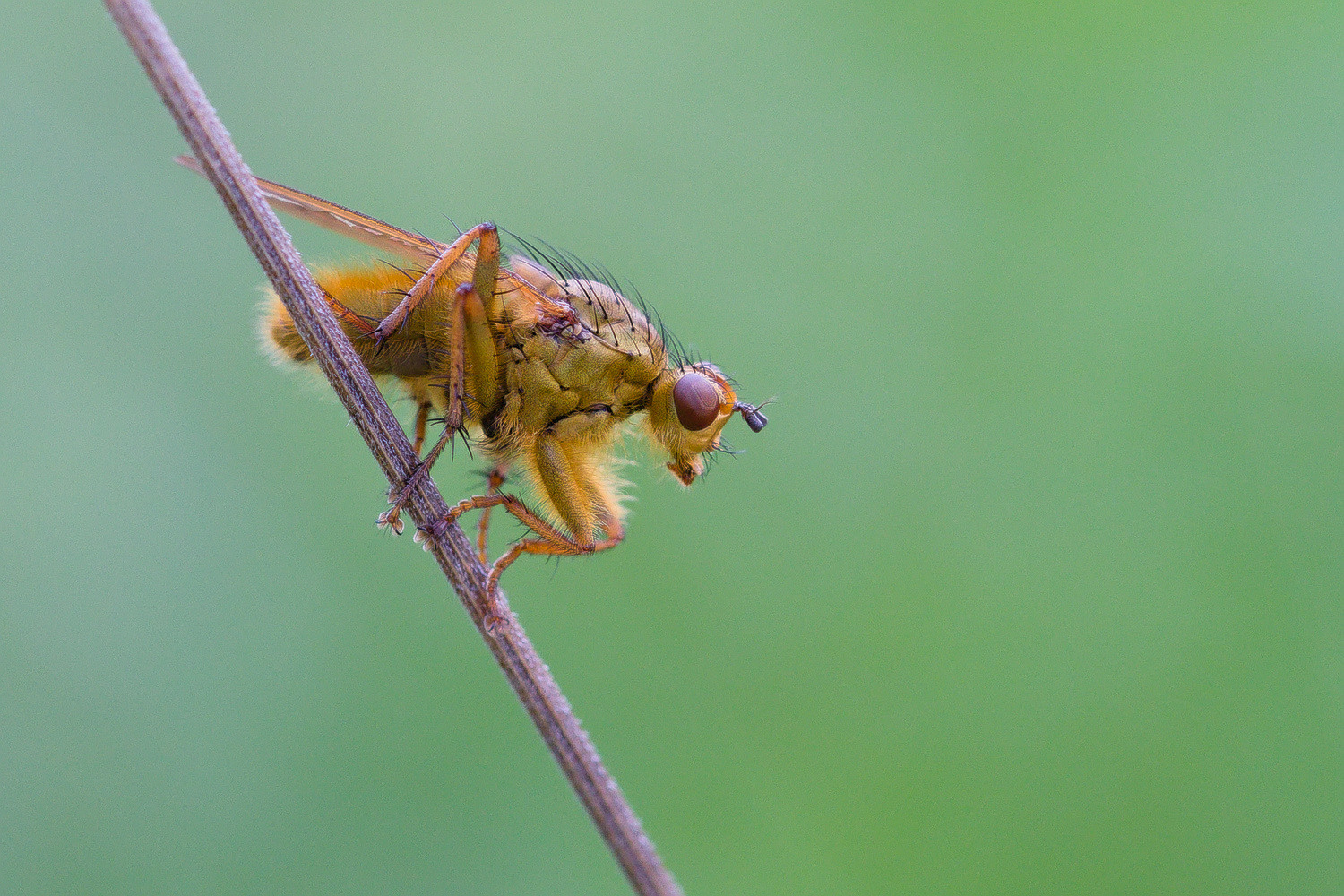 Gelbe Dungfliege (Scathophaga stercoraria)