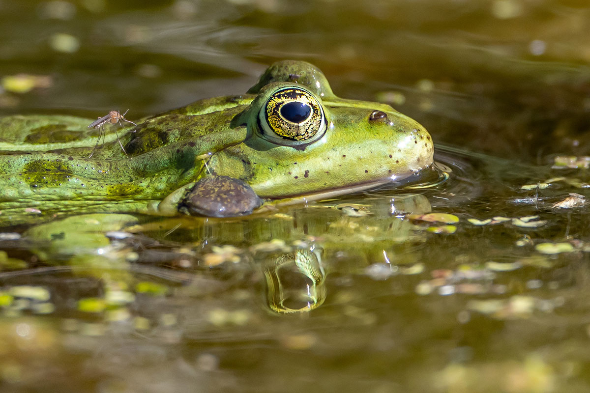 Teichfrosch mit Akupunktur