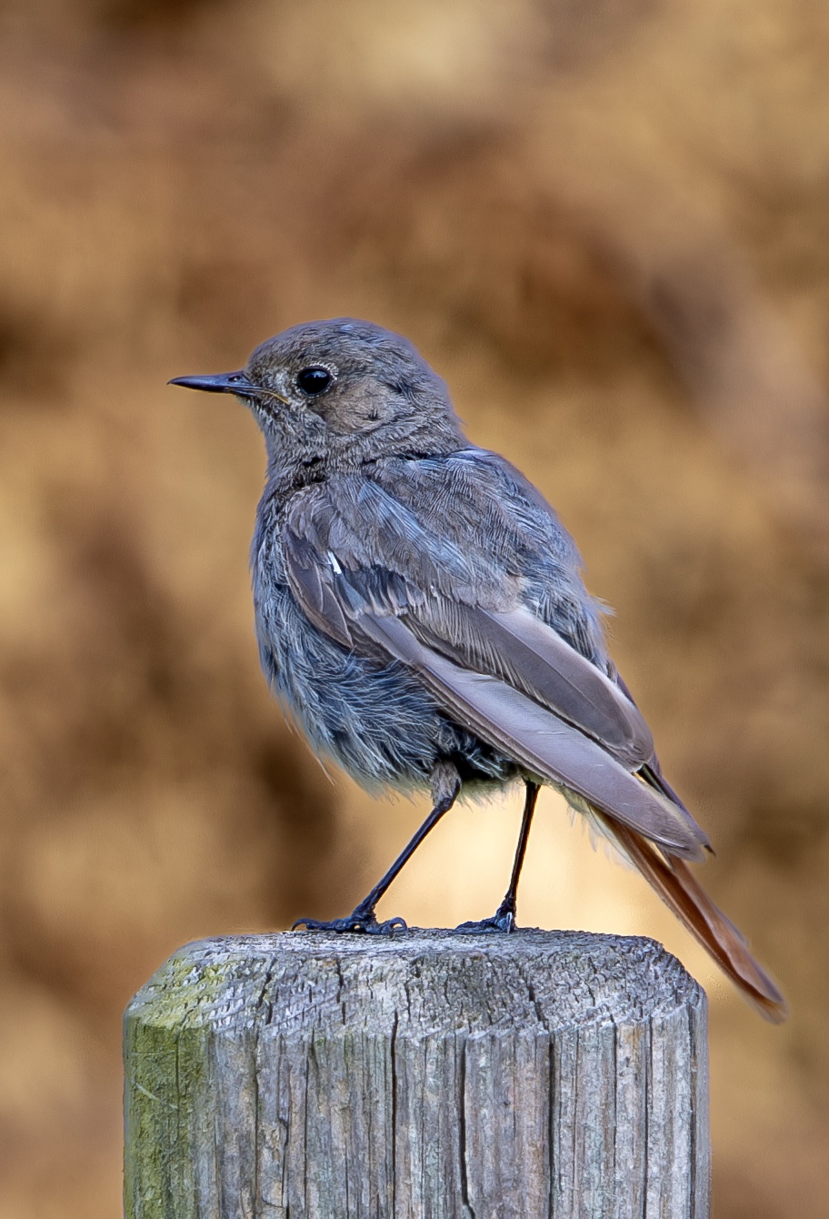 Rotschwanz Jungvogel