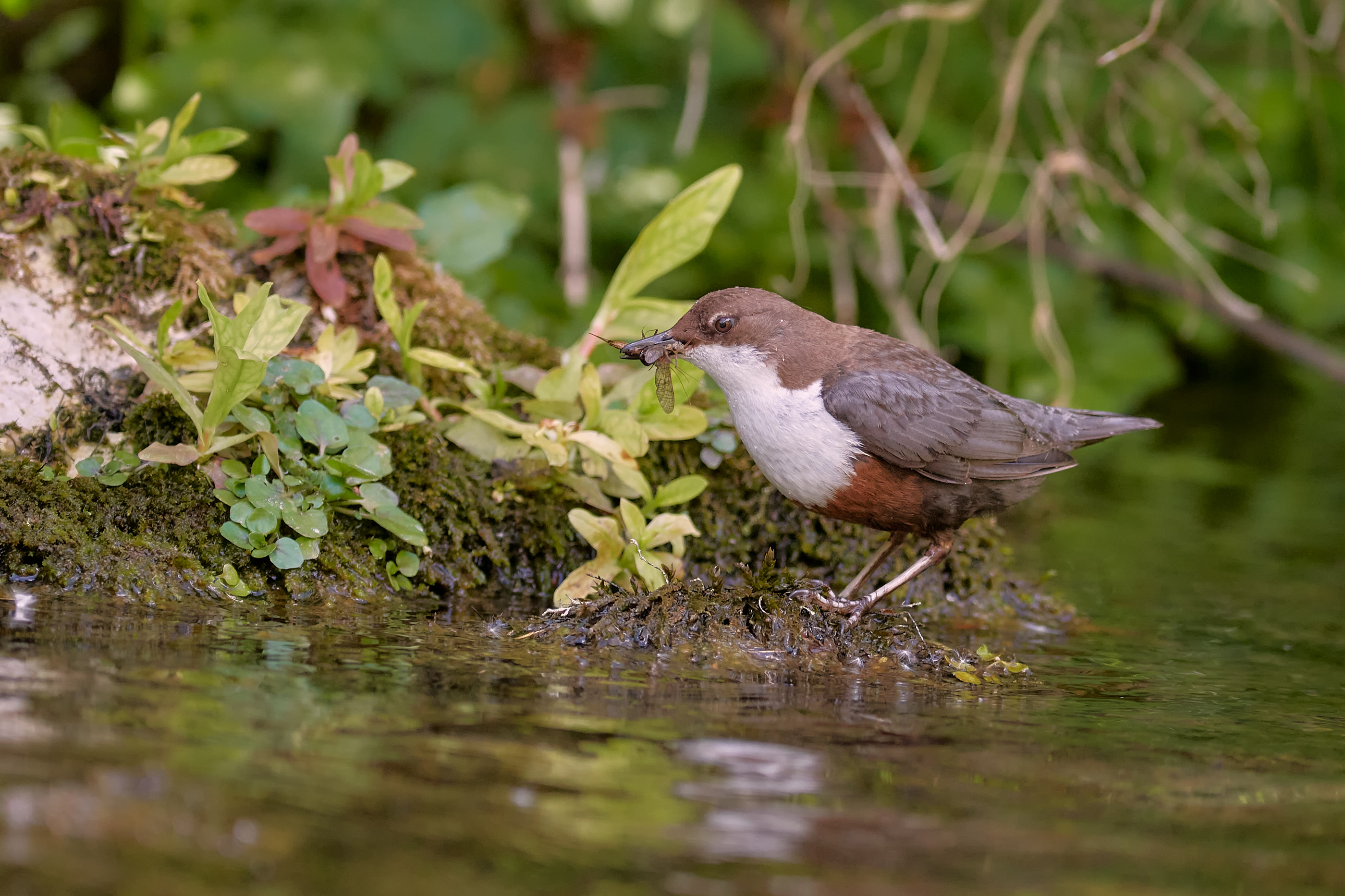 Wasseramsel