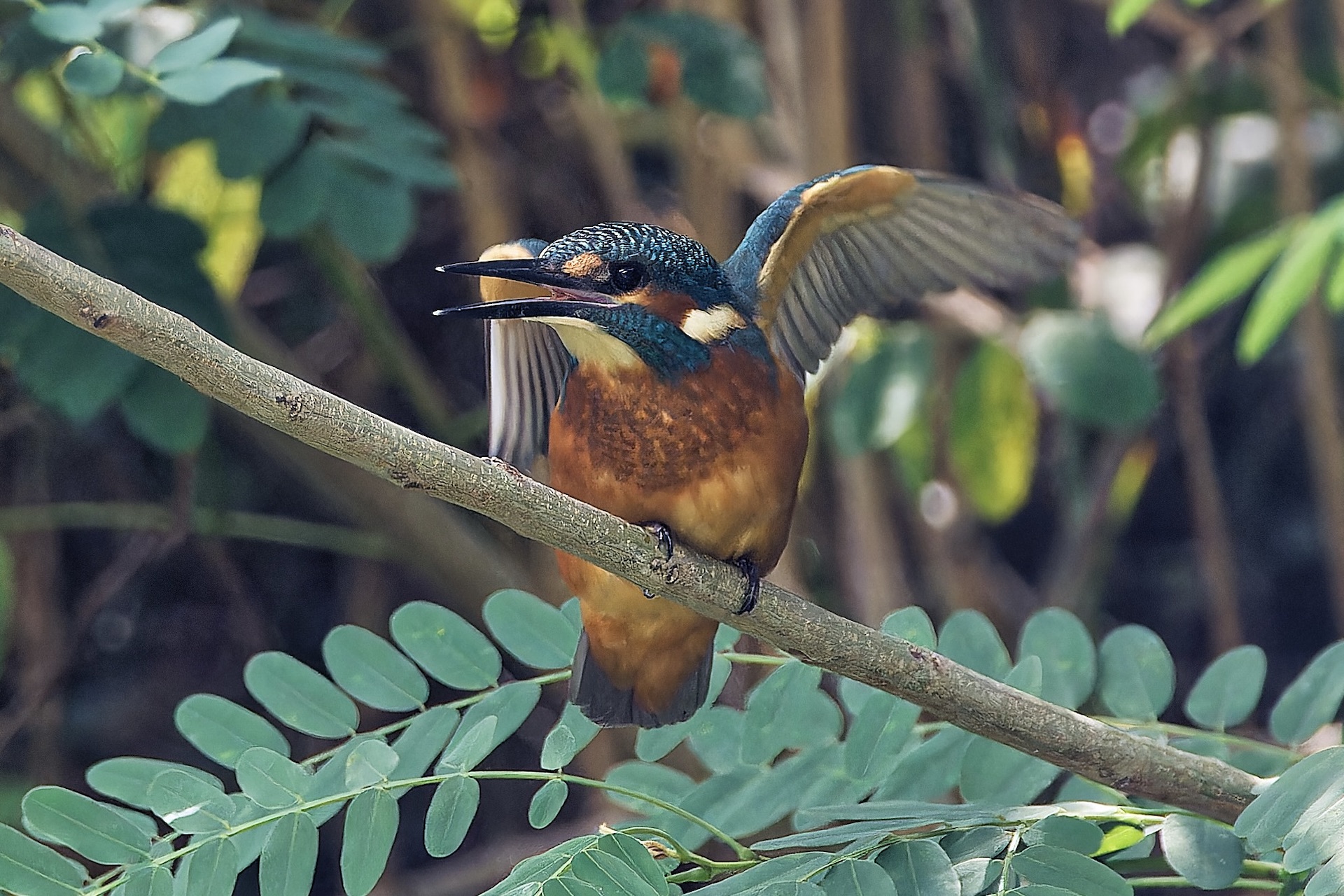 Eisvogel