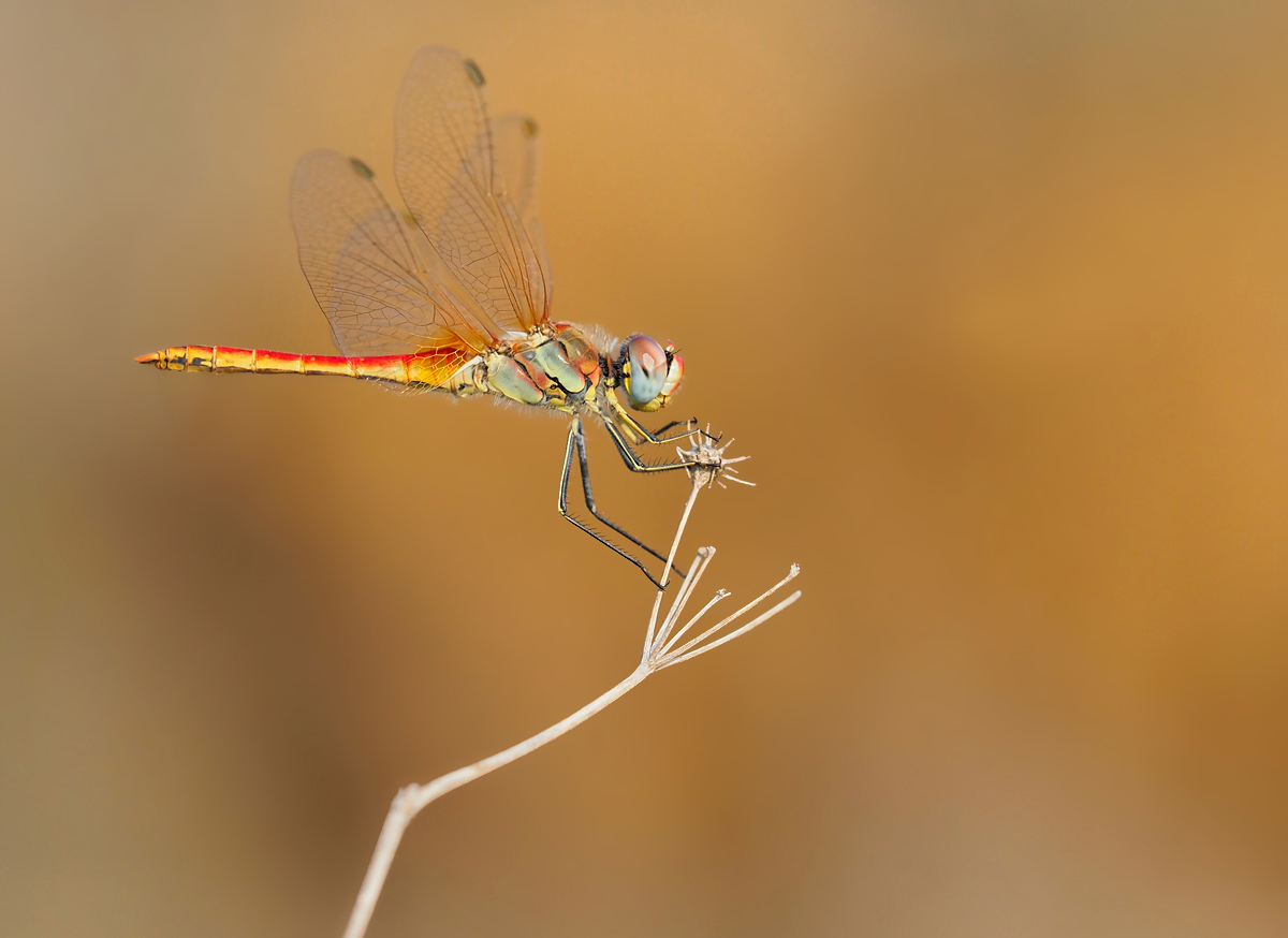 Frühe Heidelibelle (Männchen) 