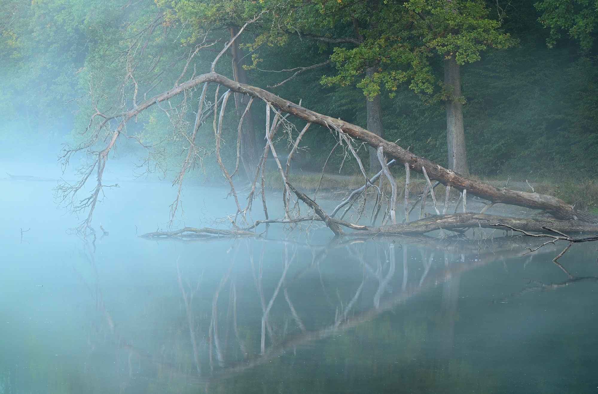 Nebel am See