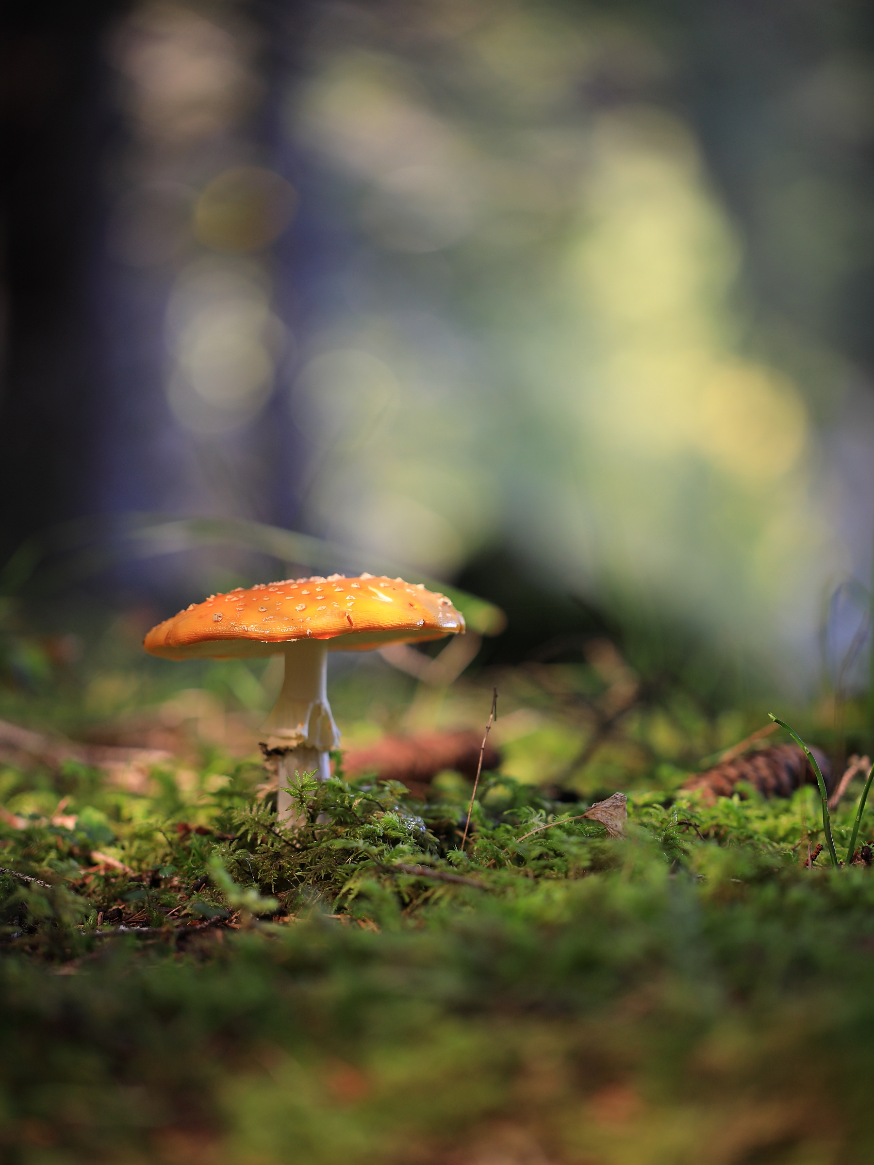 Fliegenpilz (Forum Fr Naturfotografen)