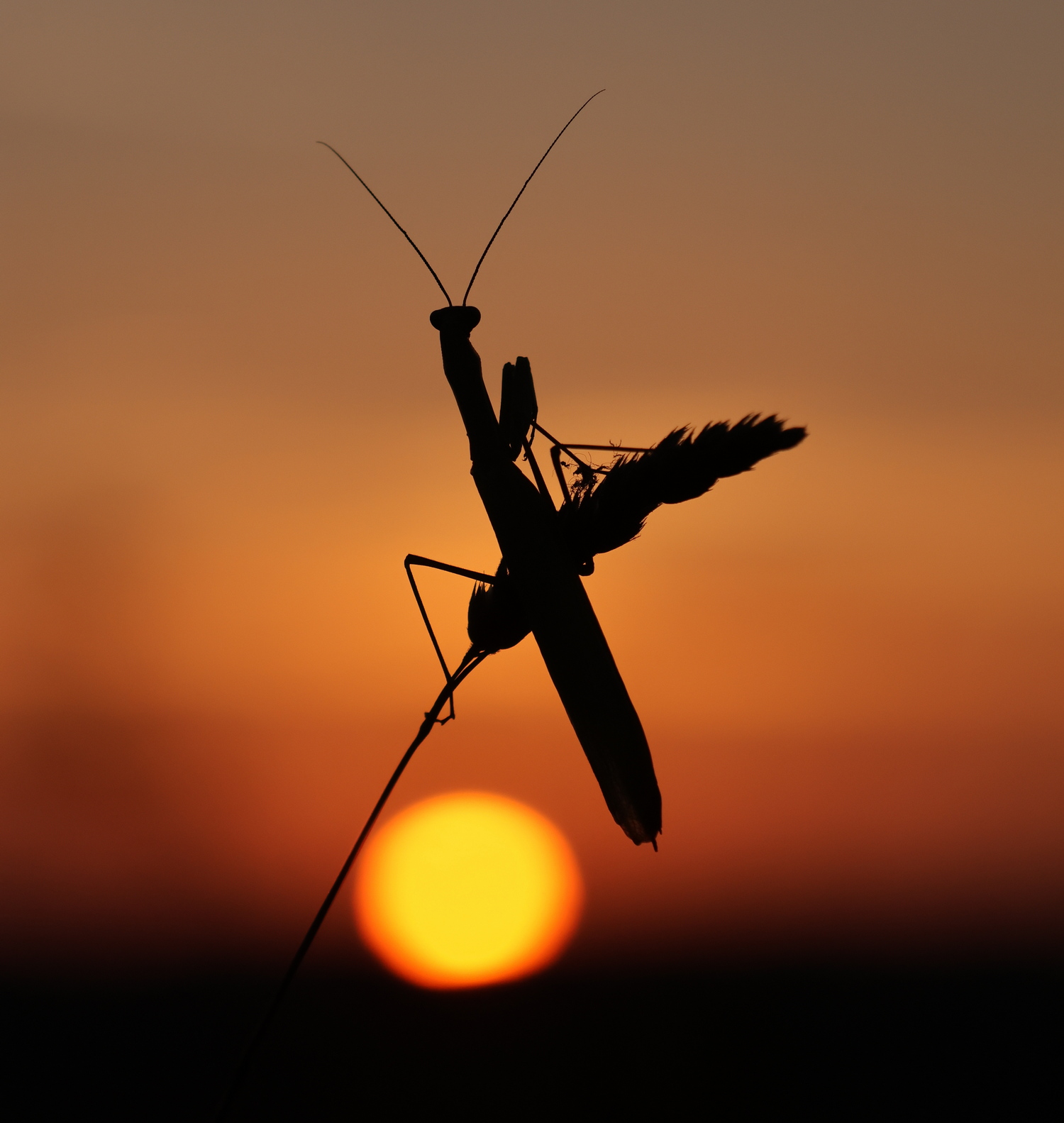 Silhouette