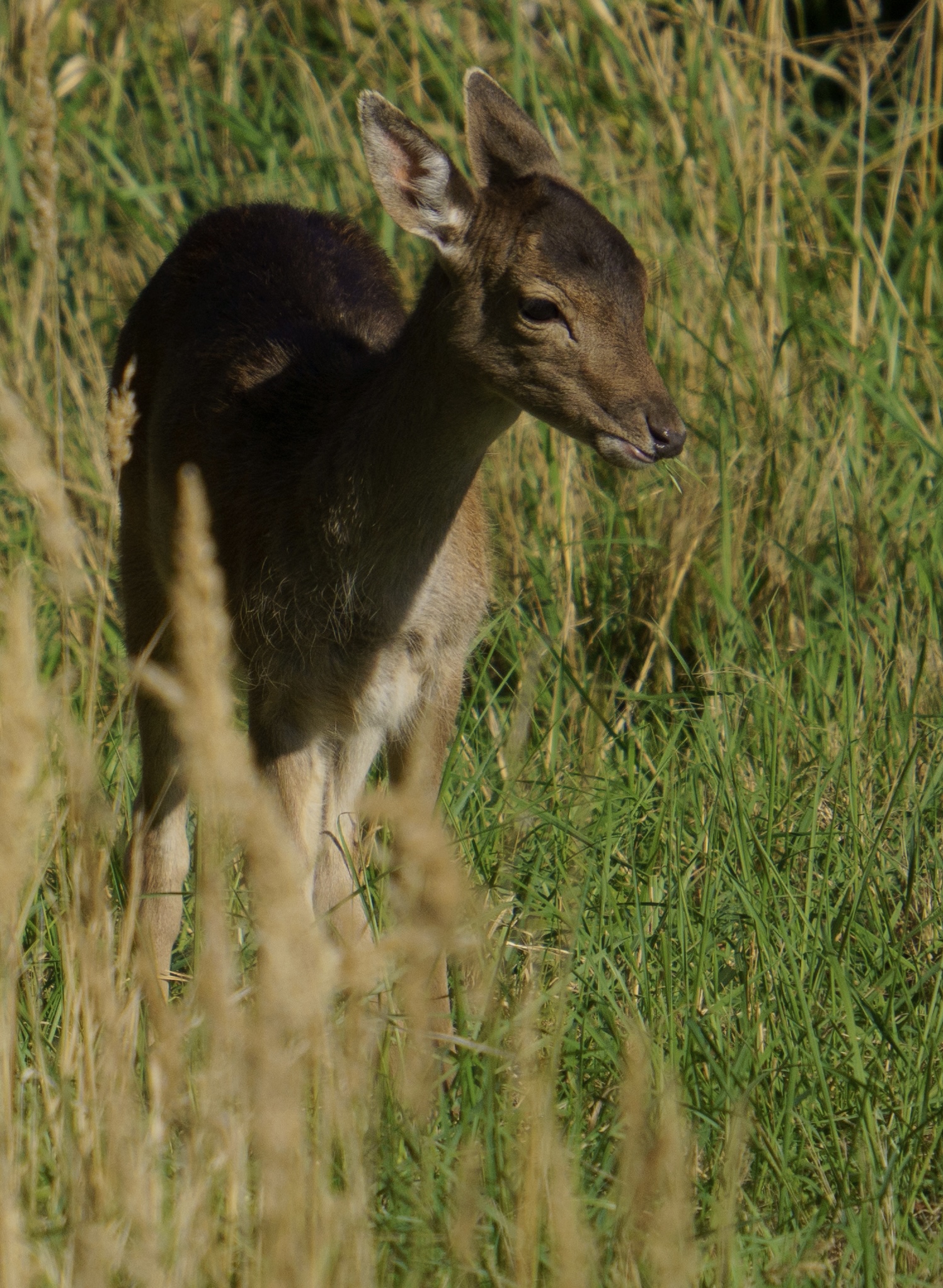 Kalb von einem Damwild, …