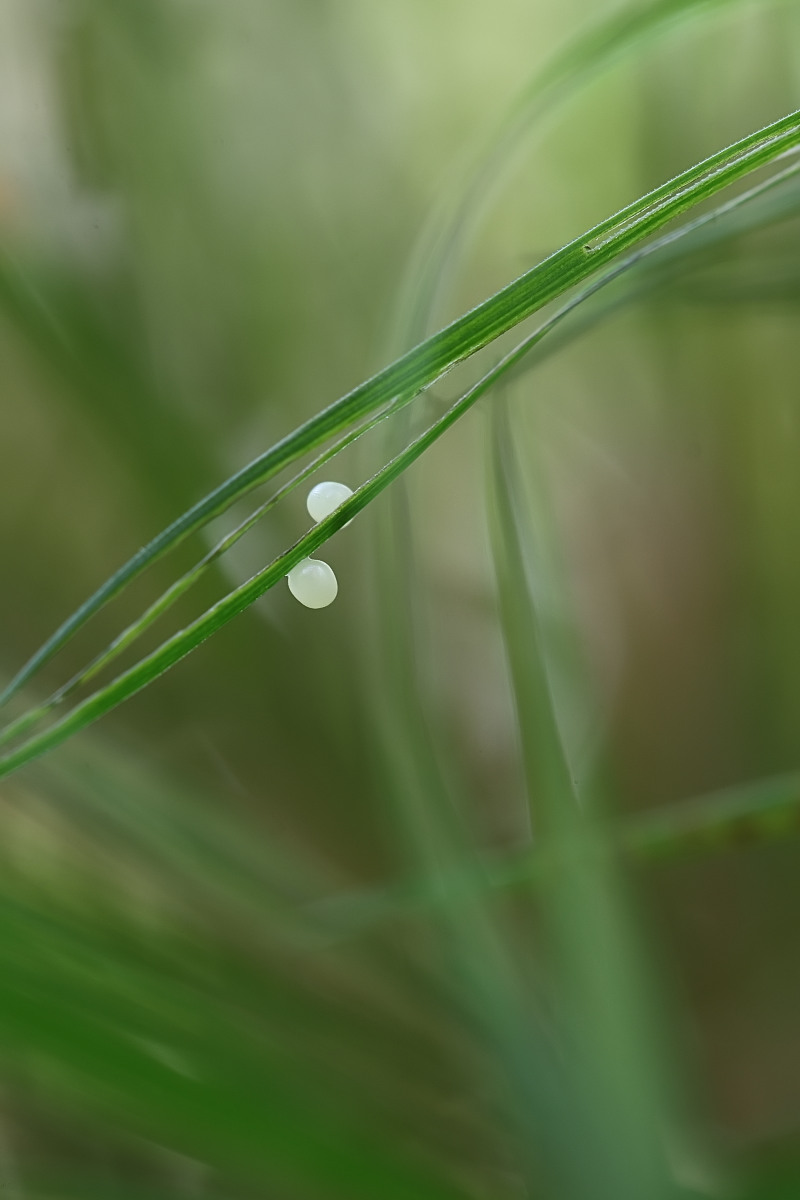 Frische Eier