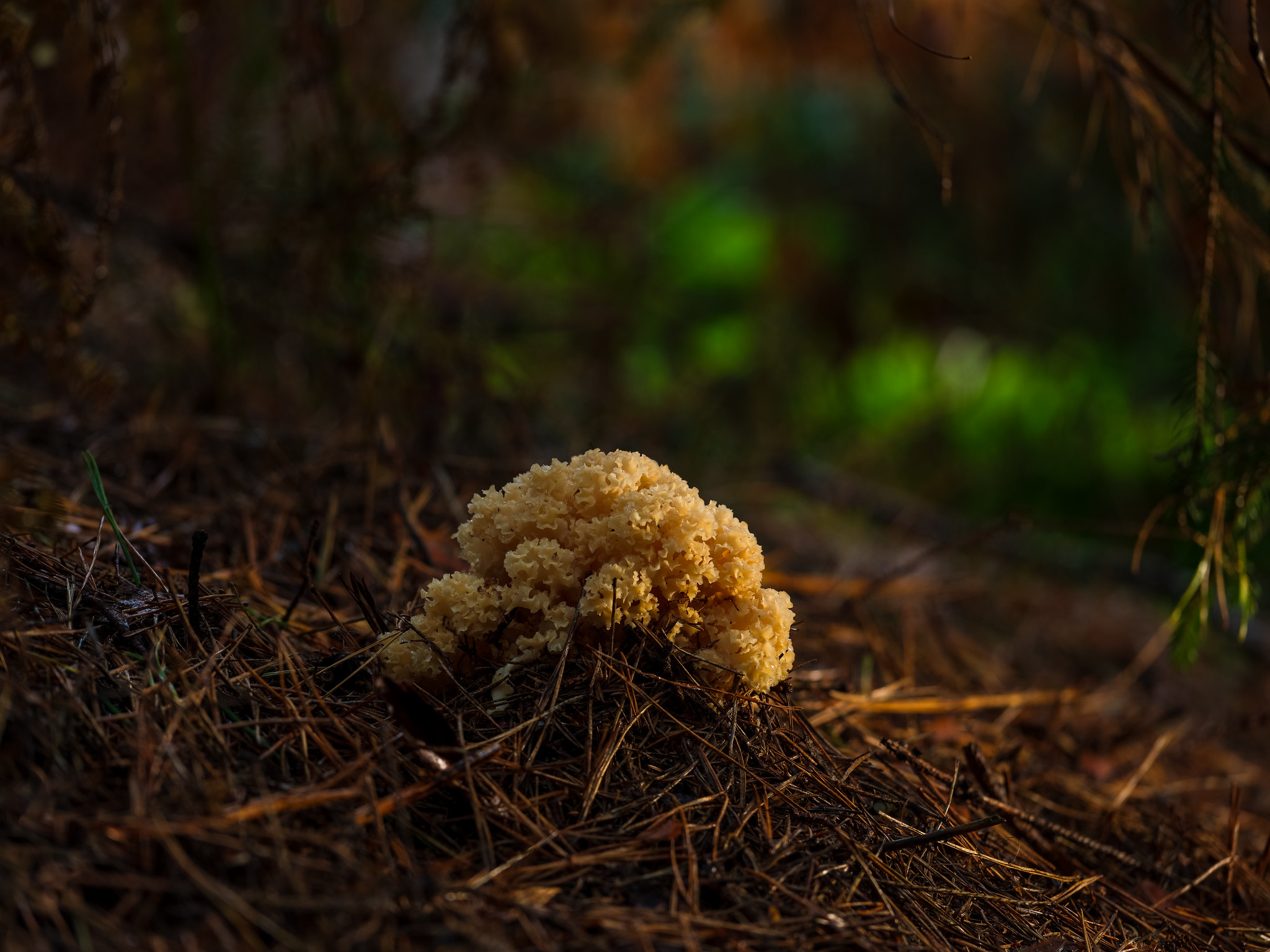 Krause Glucke (Forum für Naturfotografen)