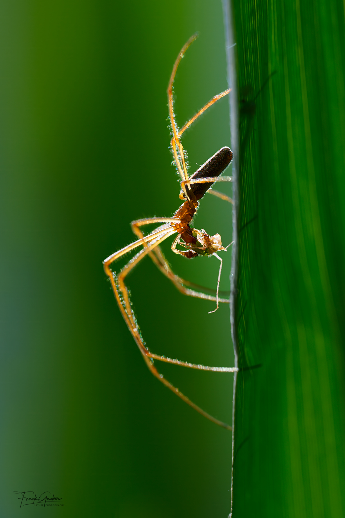 Spinne im Gegenlicht