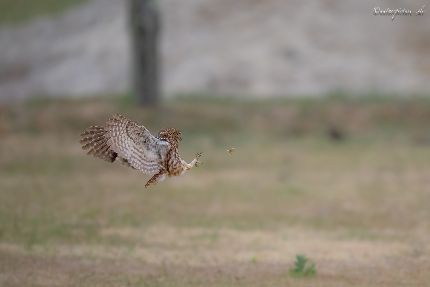 Fliegenfänger