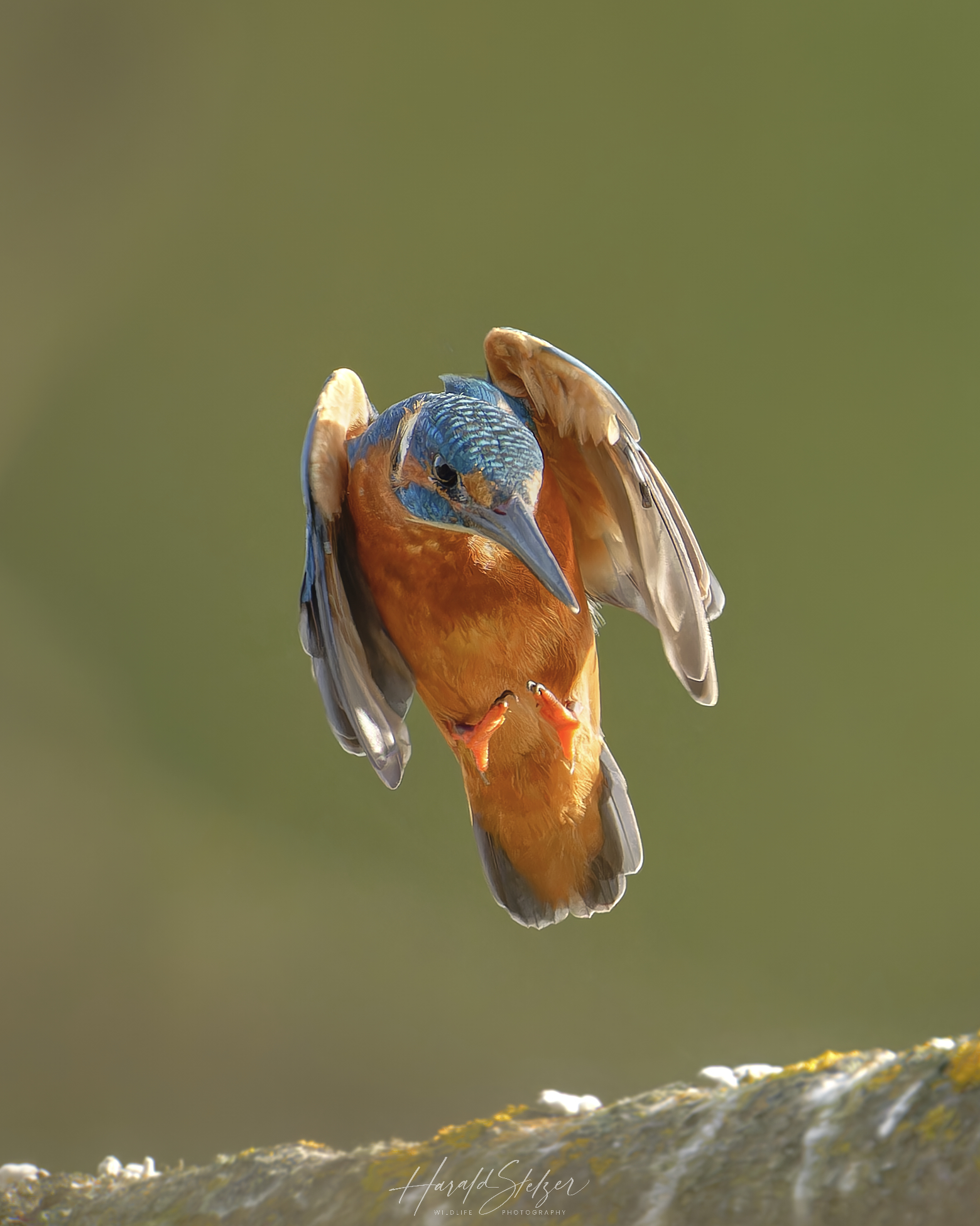 Eisvogel bei der Landung