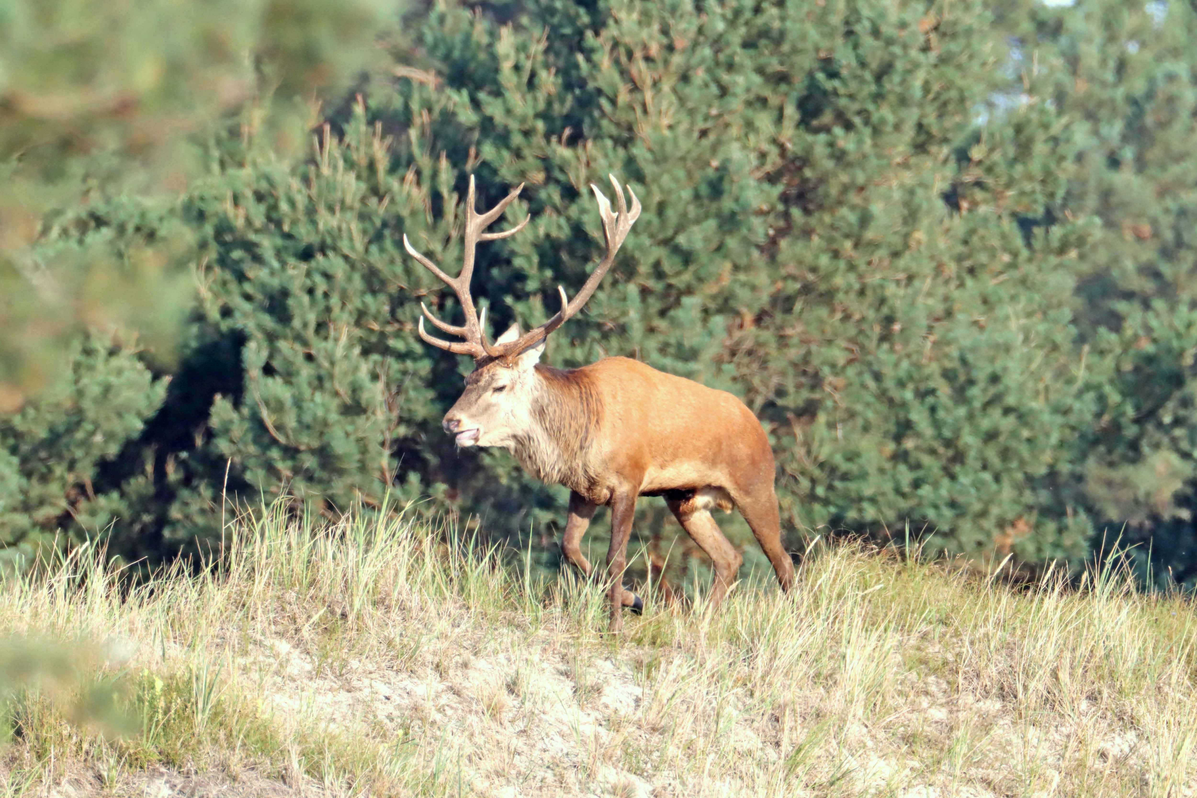 Hirschbrunft an der Ostsee