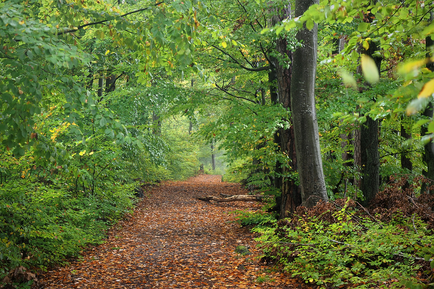 Herbstlicher Wald