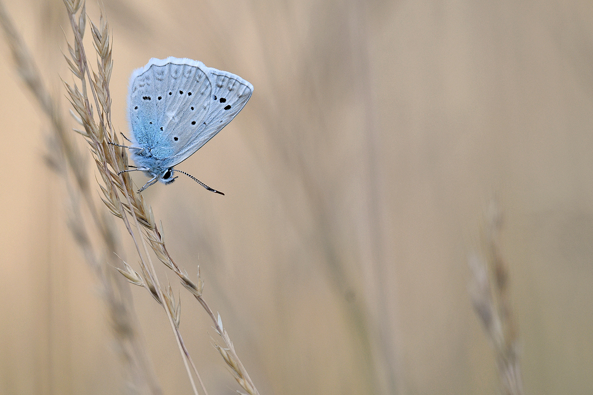 Polyommatus daphnis