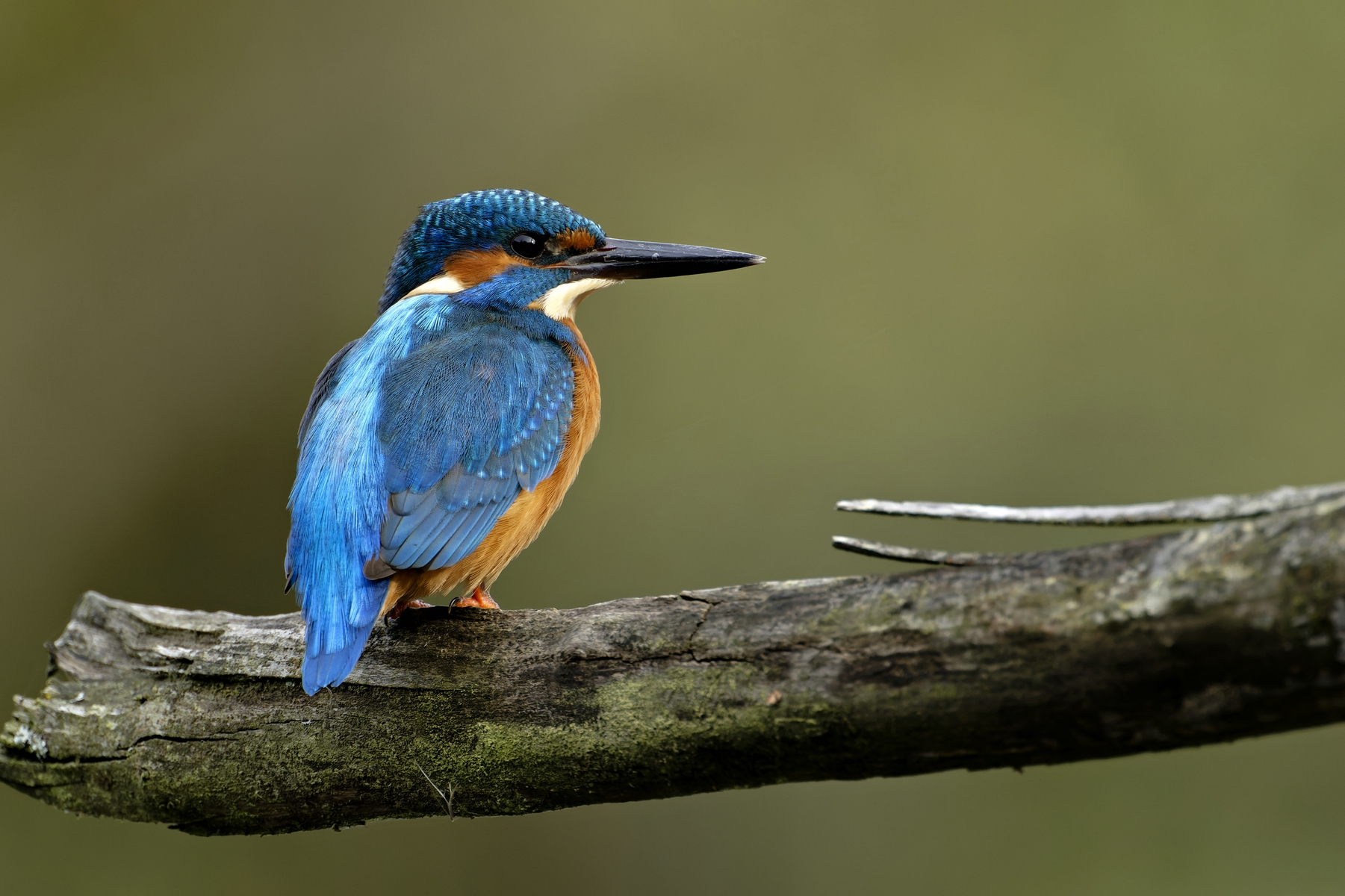 Eisvogel