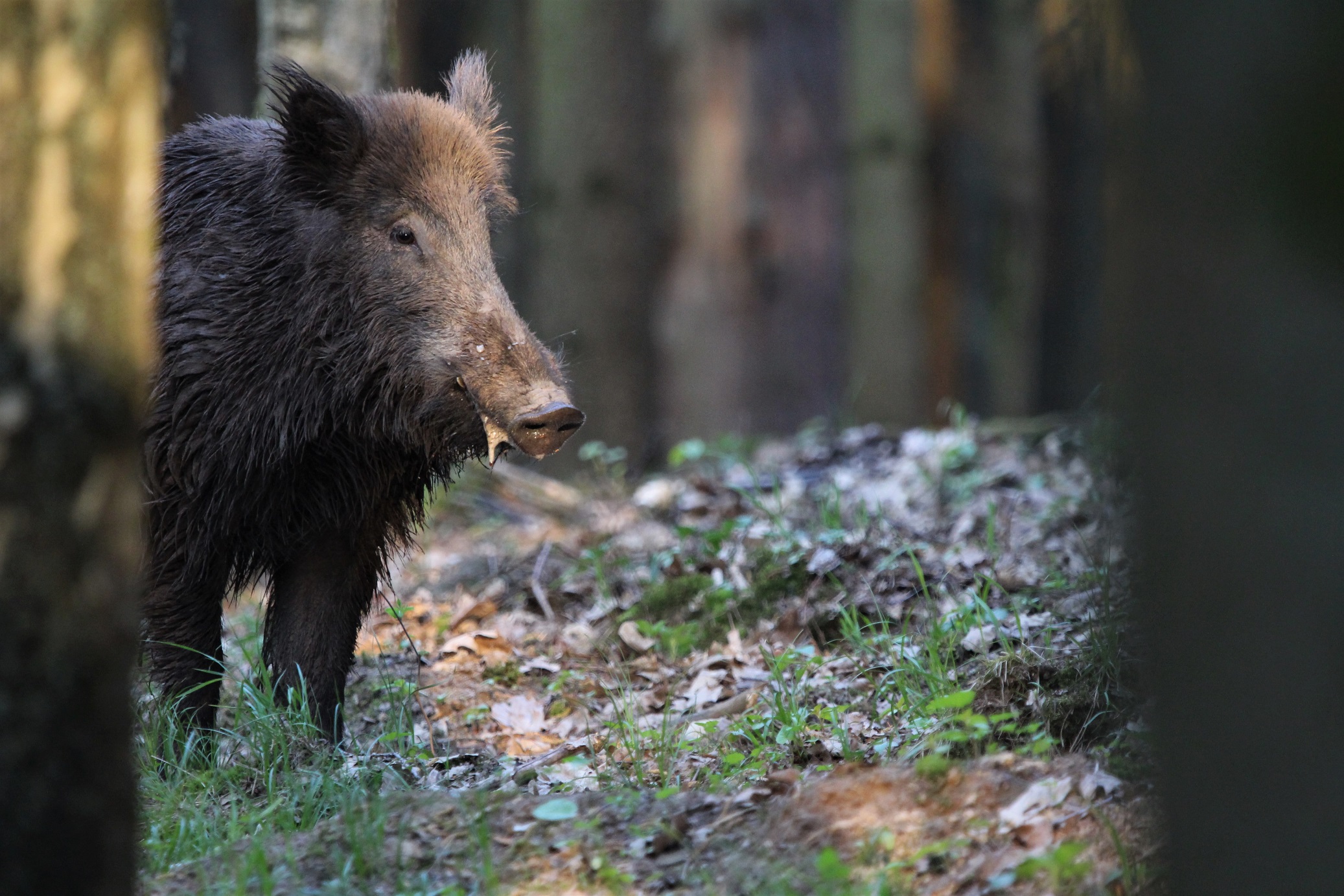 Wildschwein (Sus scrofa)