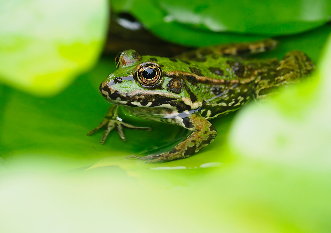 Wasserfrosch 