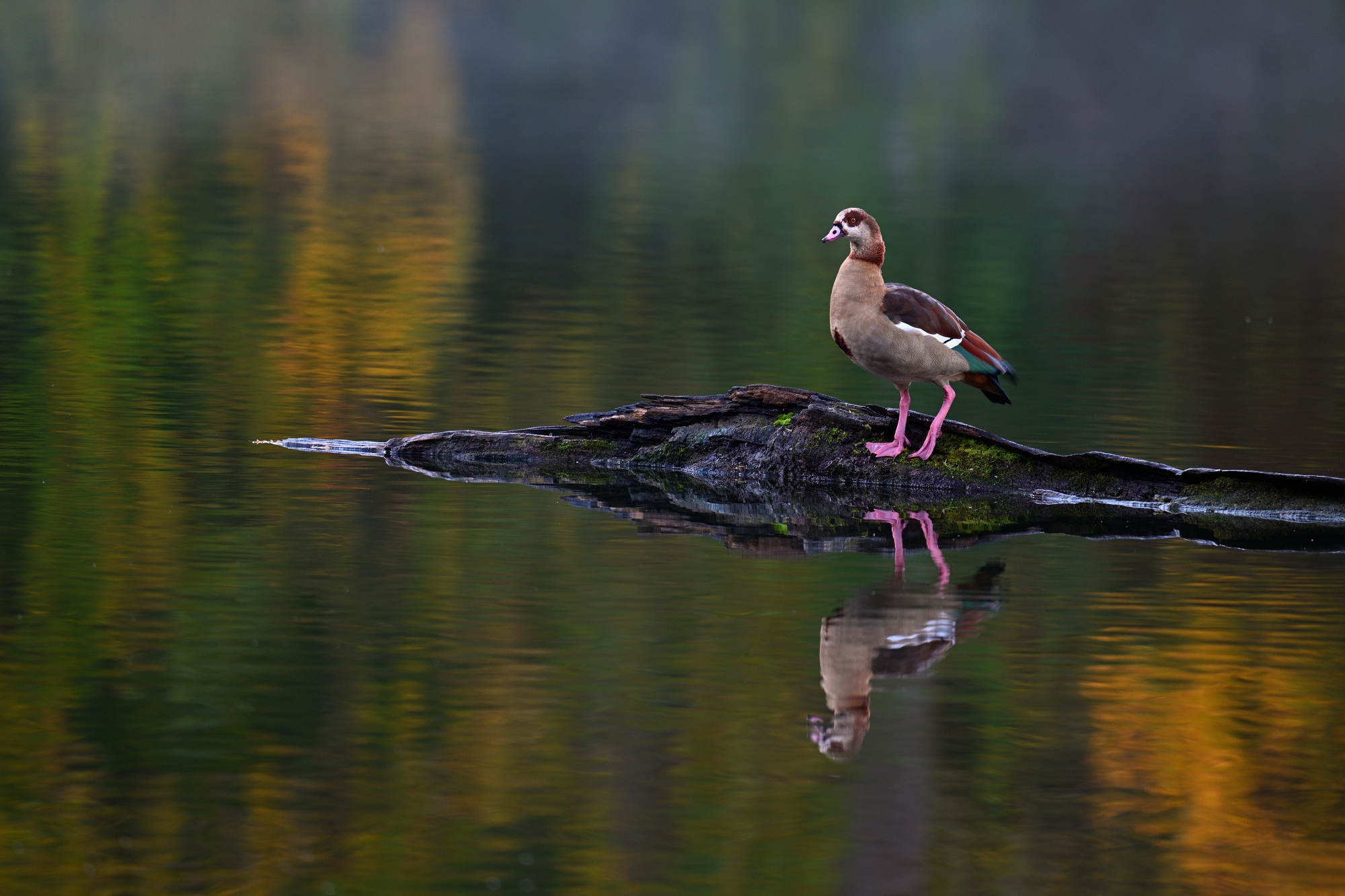 Nilgans