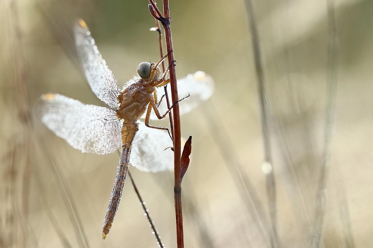 Libelle am Morgen