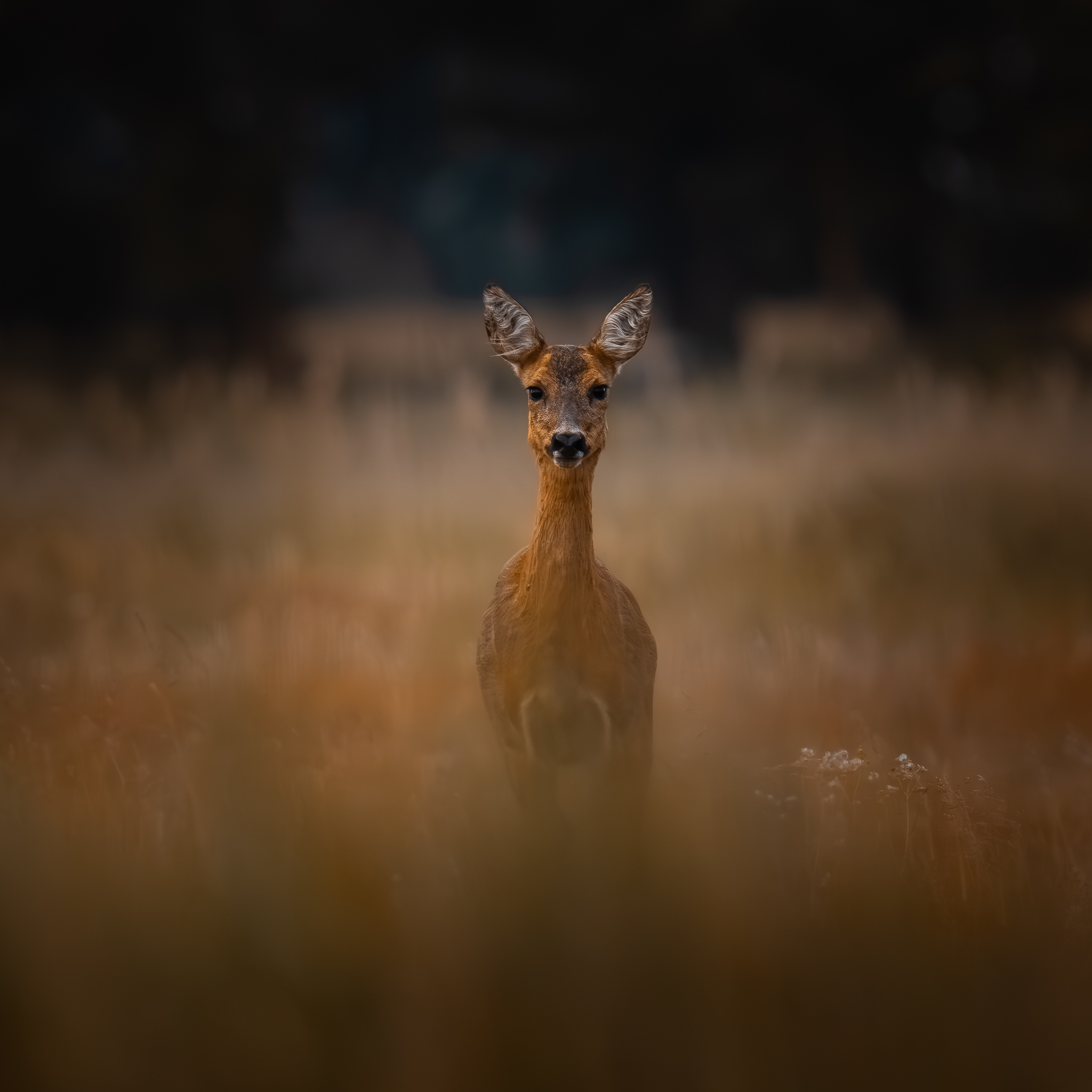 Sieh mir in die Augen