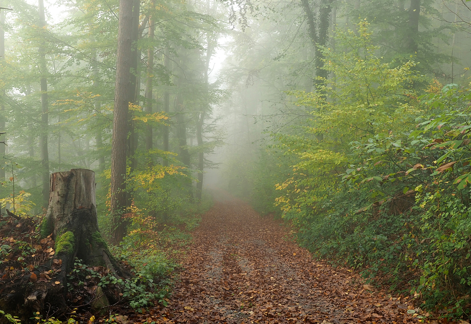 Herbstnebel