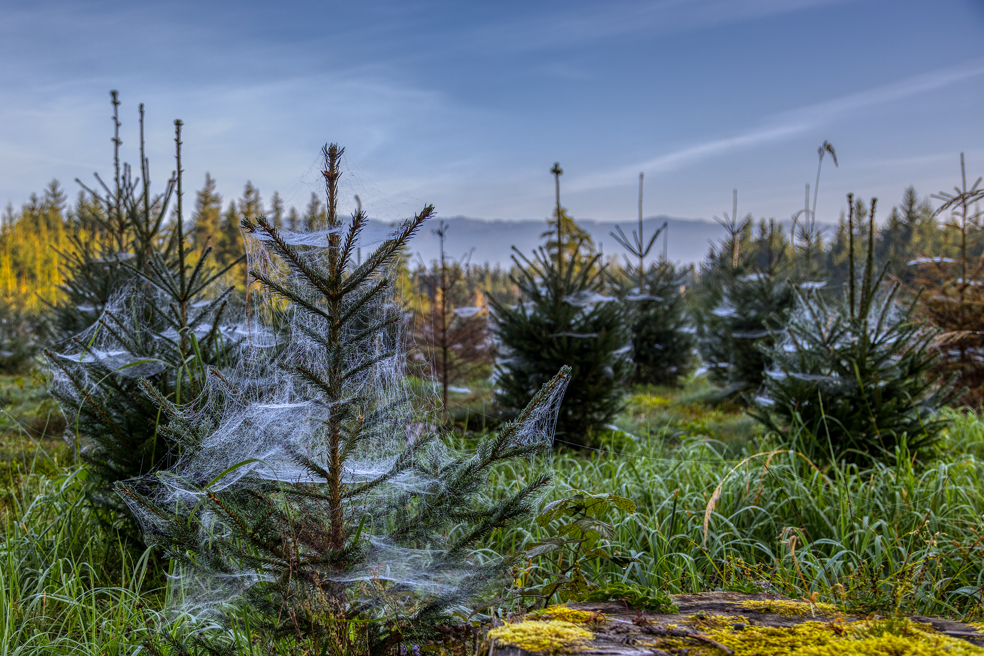 Ein mit Lameta geschmückter Christbaum