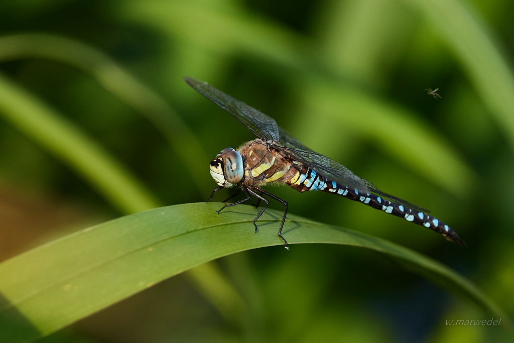 Libelle