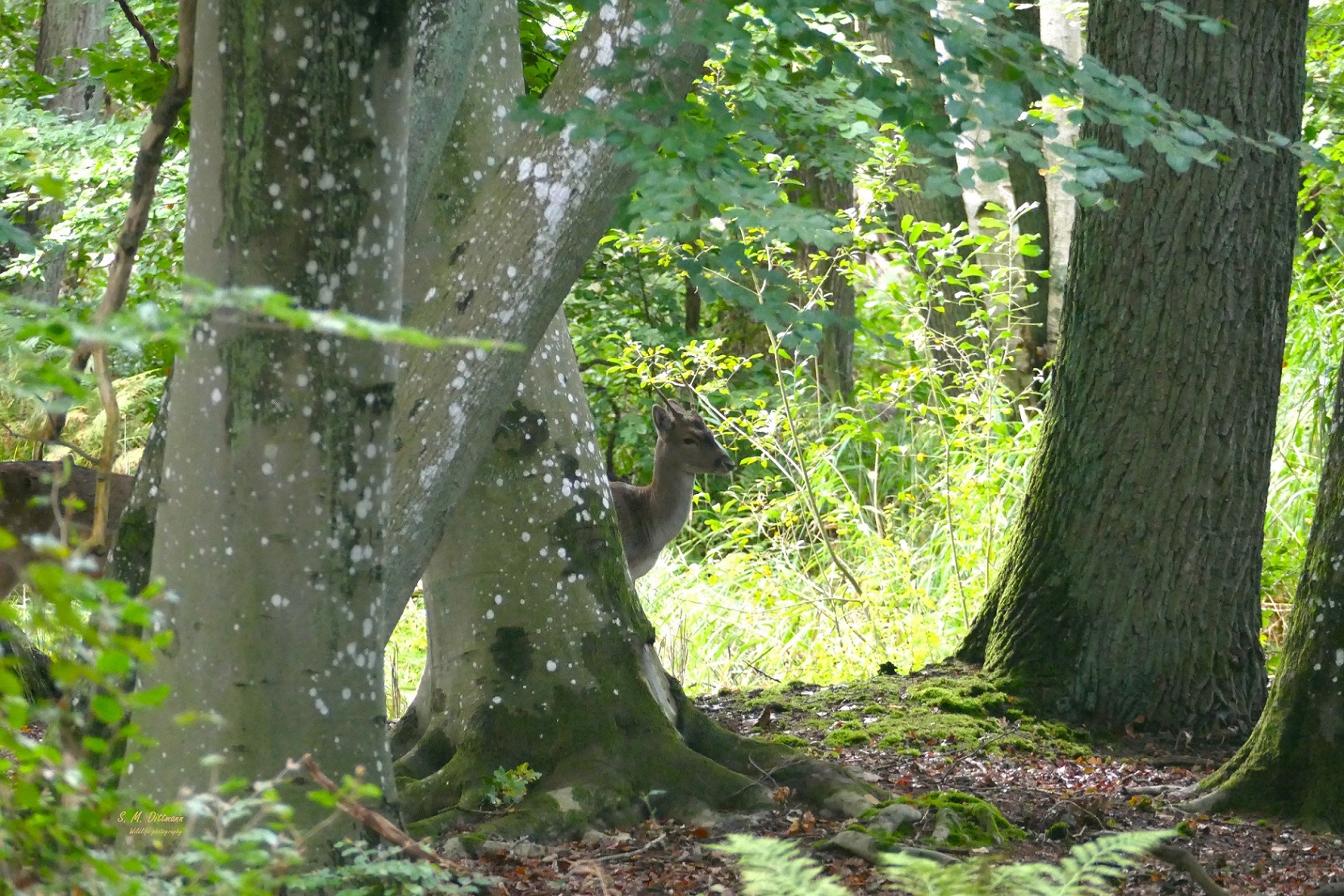 Im Hochwald