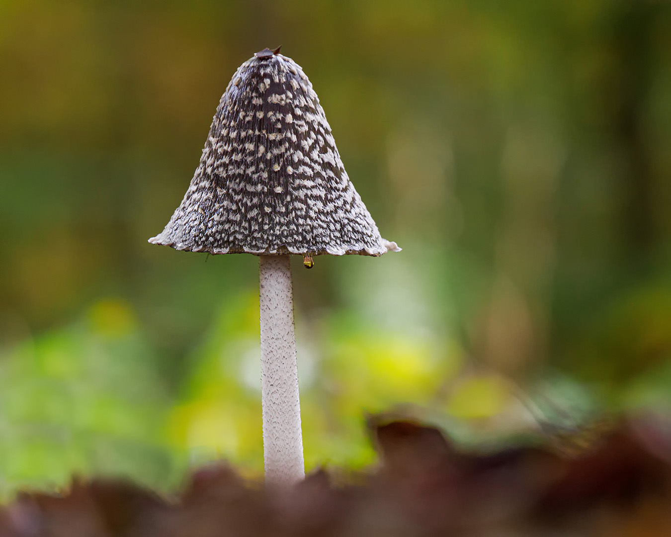 Spechttintling (Coprinopsis picacea )