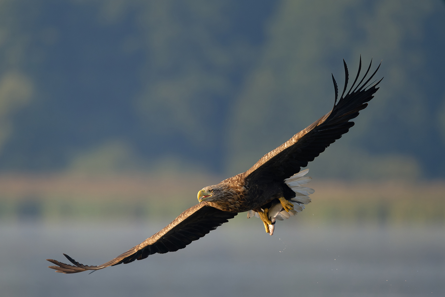 Seeadler-Frühstück