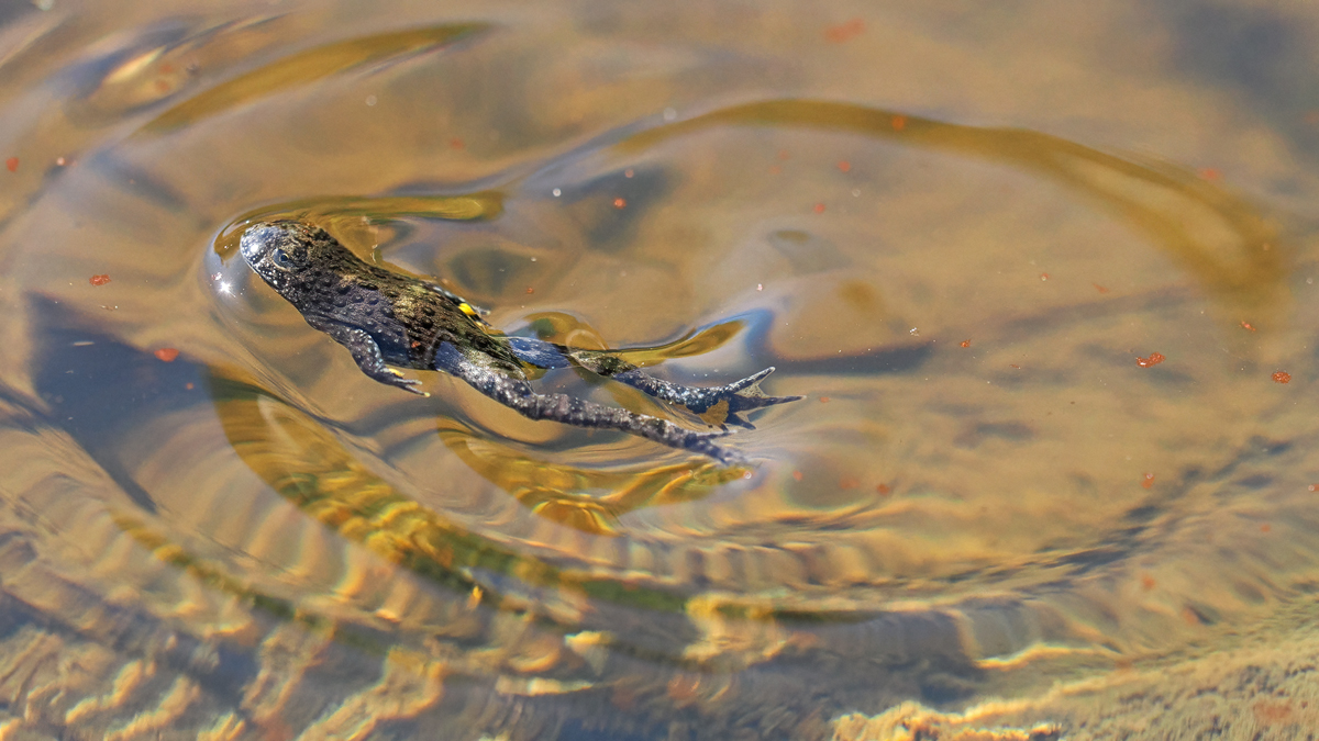 diese kleine Gelbbauch Unke