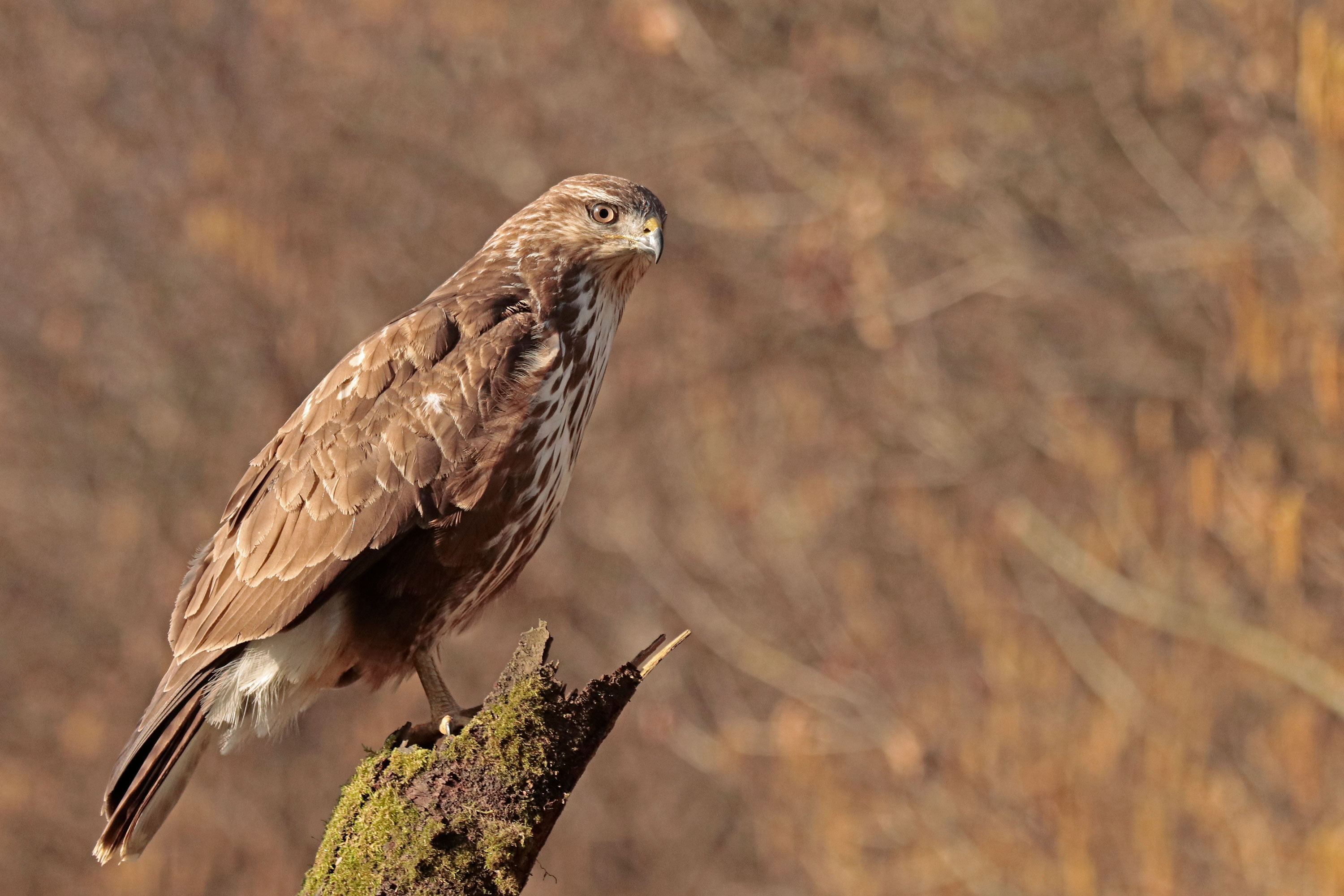 Mäusebussard