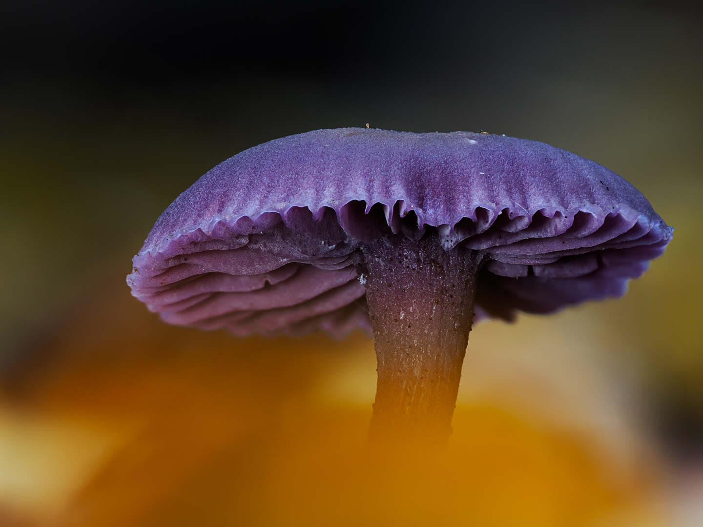 Violetter Lacktrichterling ( Laccaria amethystina )