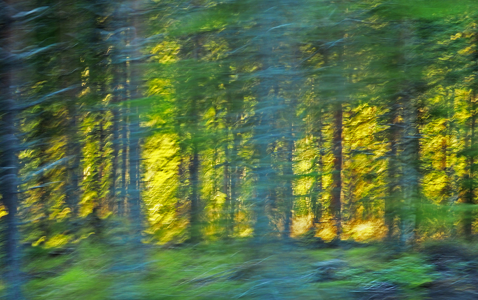 Licht im Wald