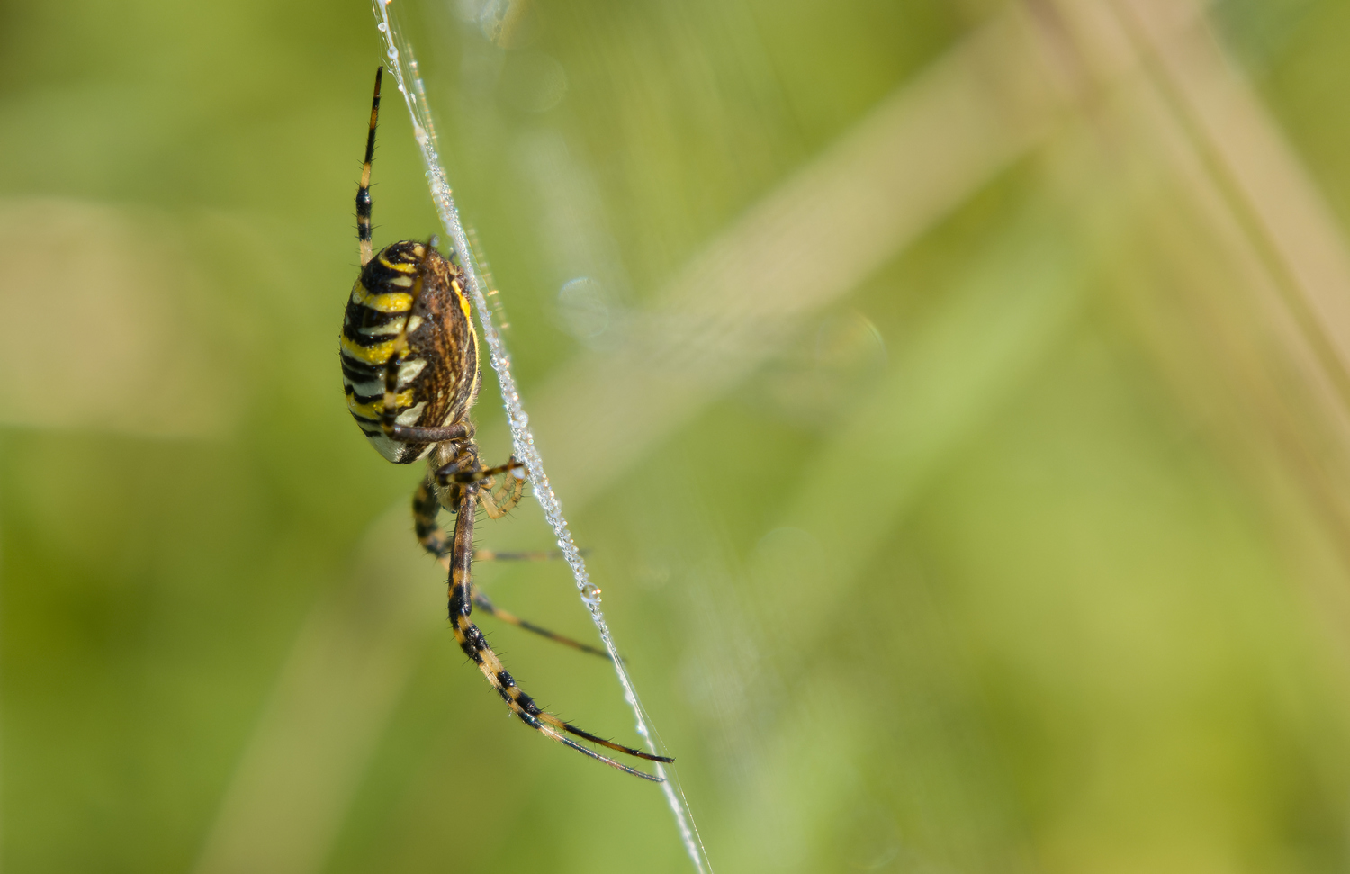 Spinne einmal anders