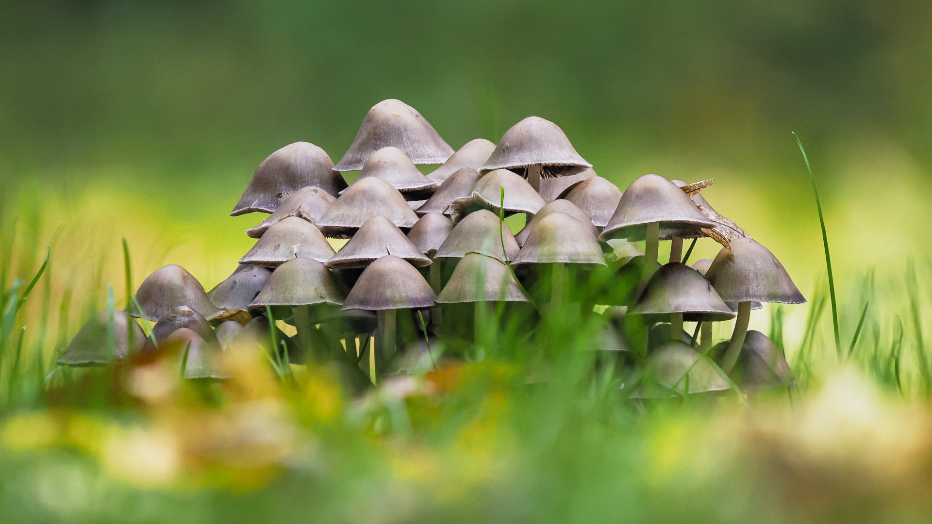 Gruppenbild mim Gras und zwischen Herbstlaub