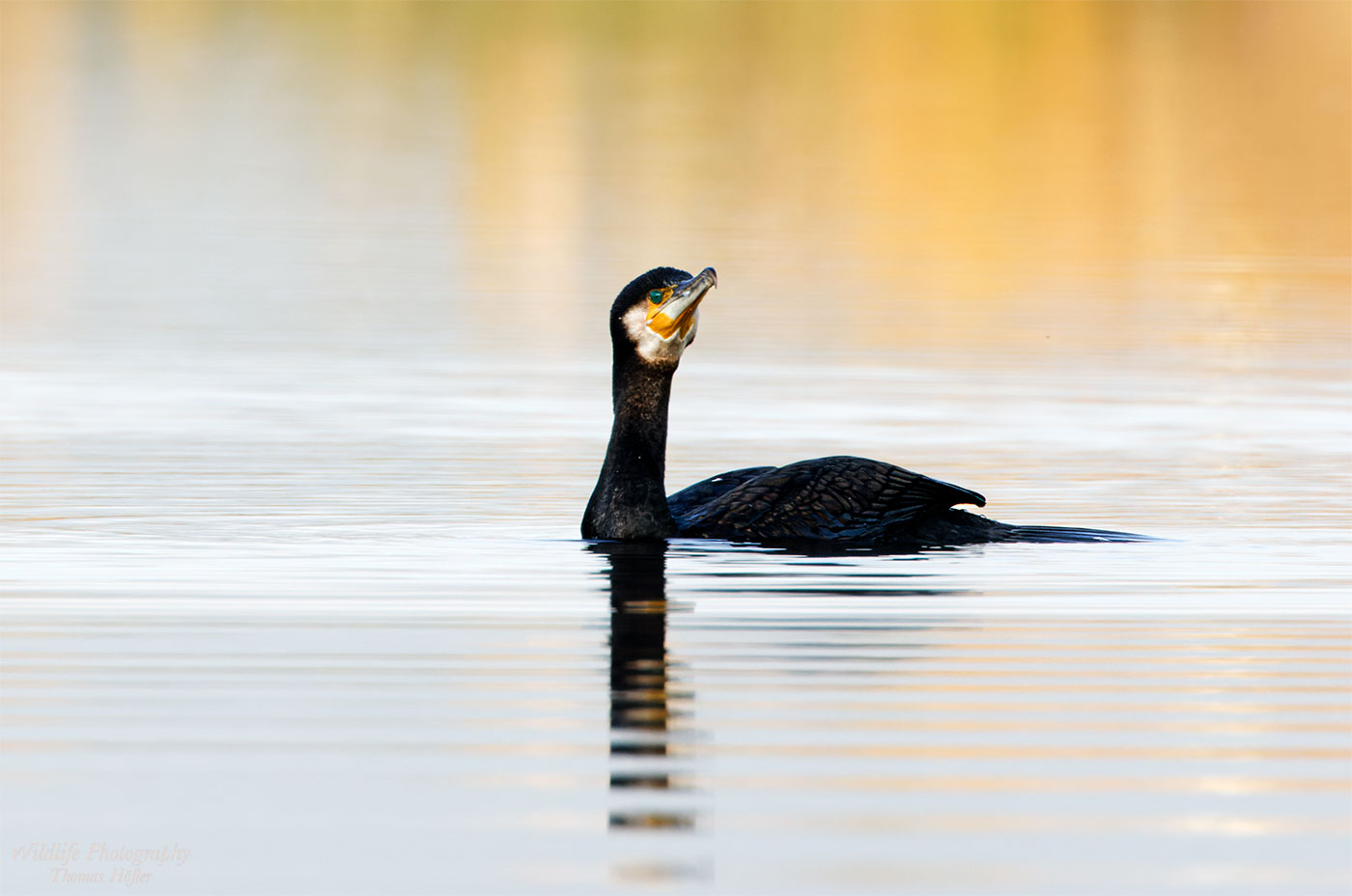 Kormoran