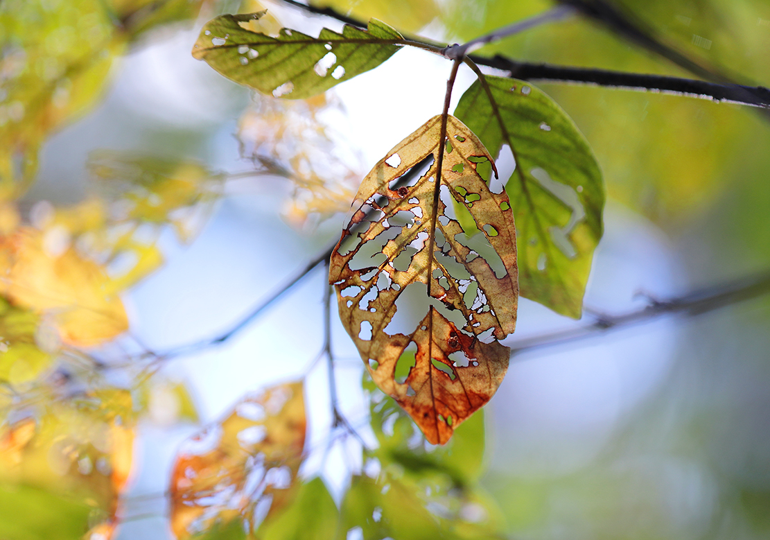 Scherenschnitt im Herbstlaub