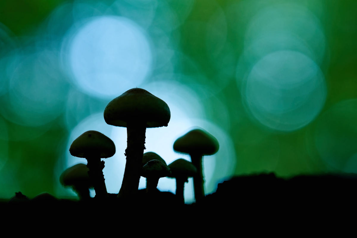 Mushroom-Gang