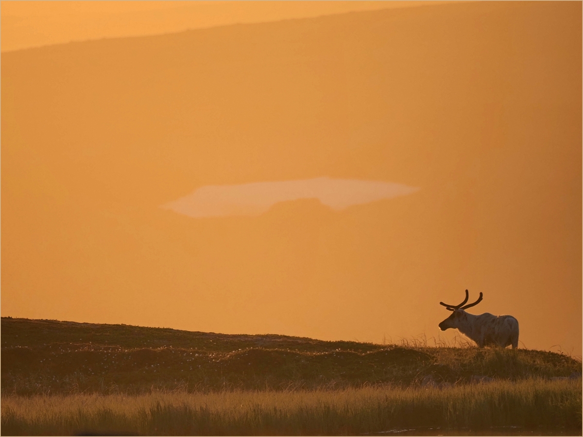 Mittsommerlicht auf Varanger