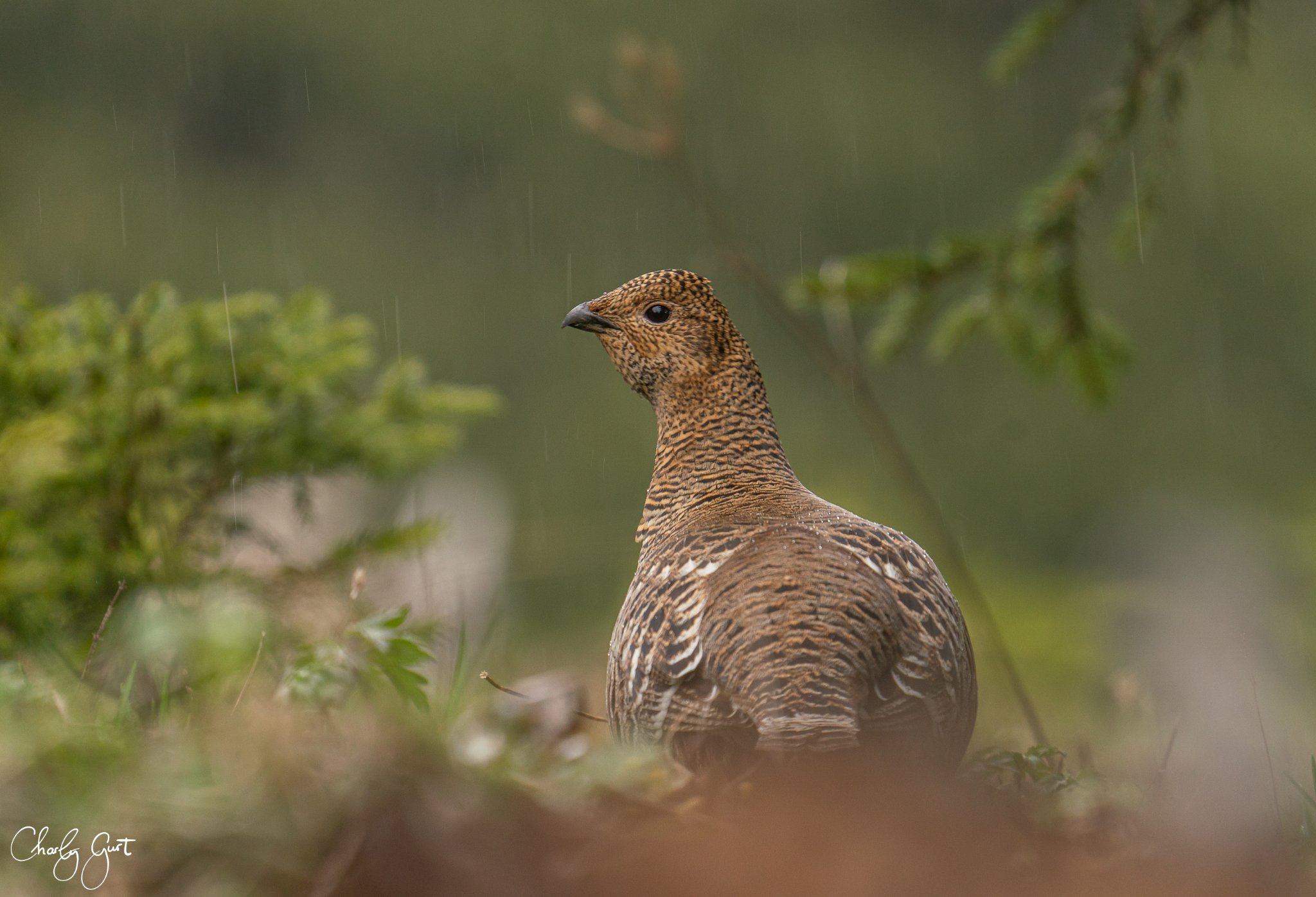 Birkhuhn im Regen