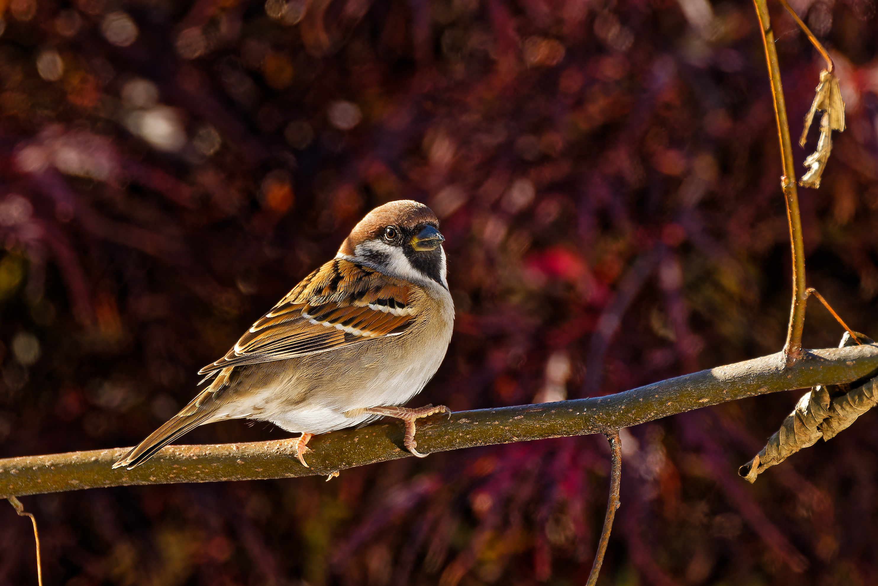 Ein gewöhnlicher  Spatz