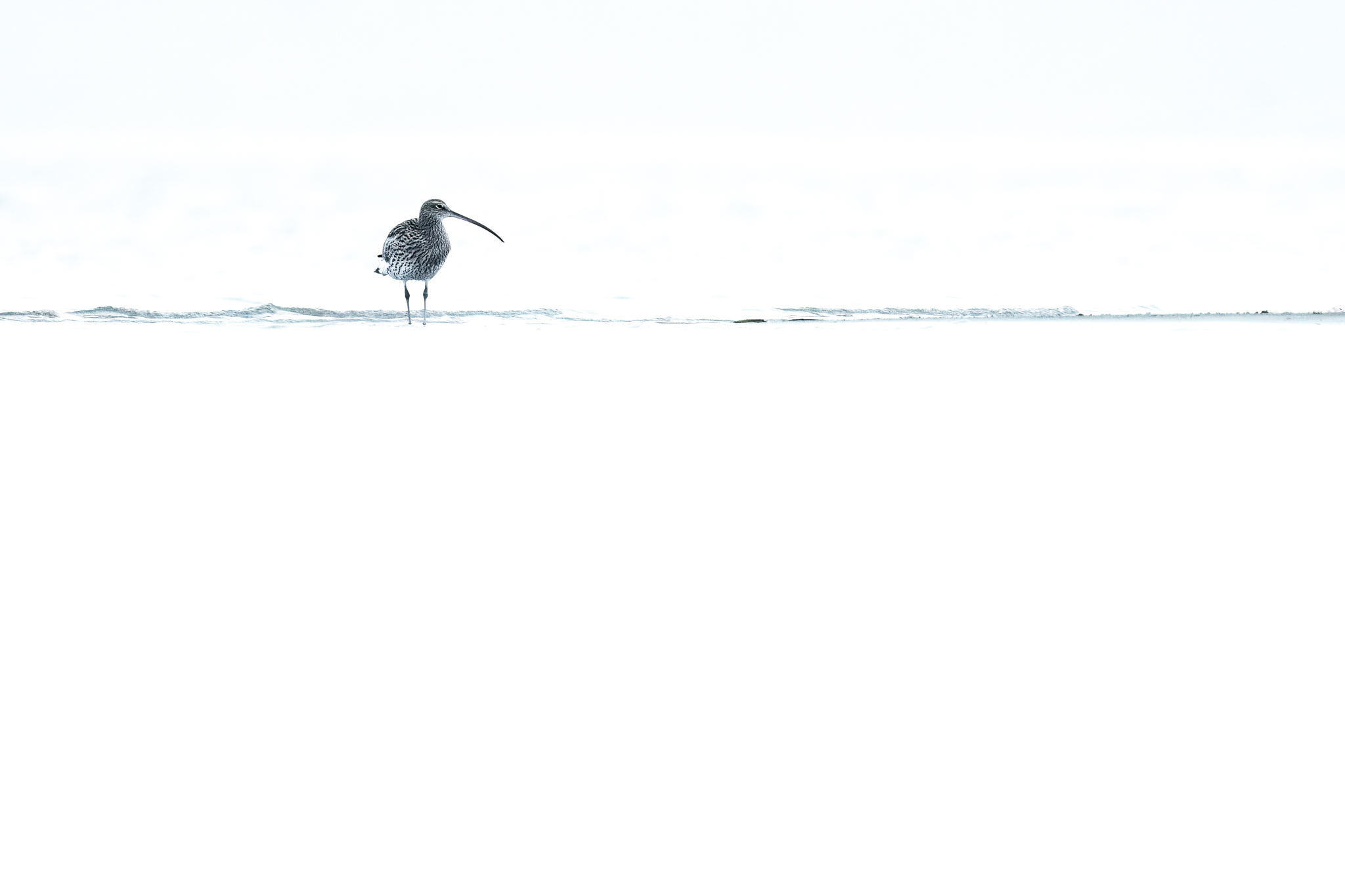 Brachvogel