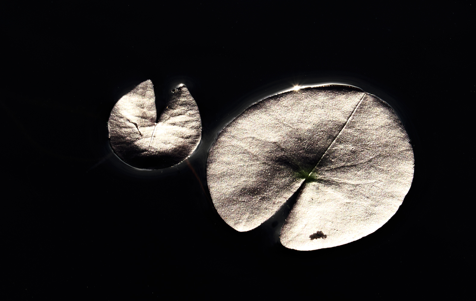 Silver (Forum für Naturfotografen)