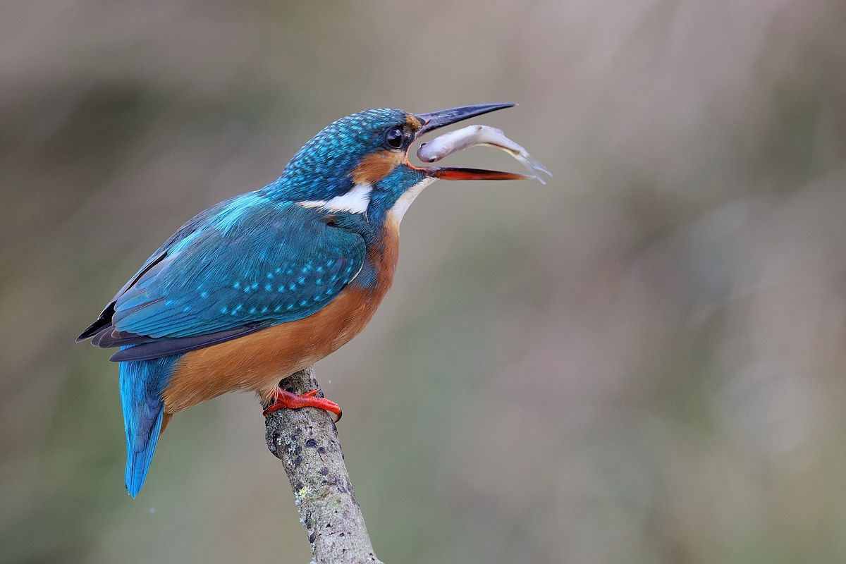 Eisvogel...