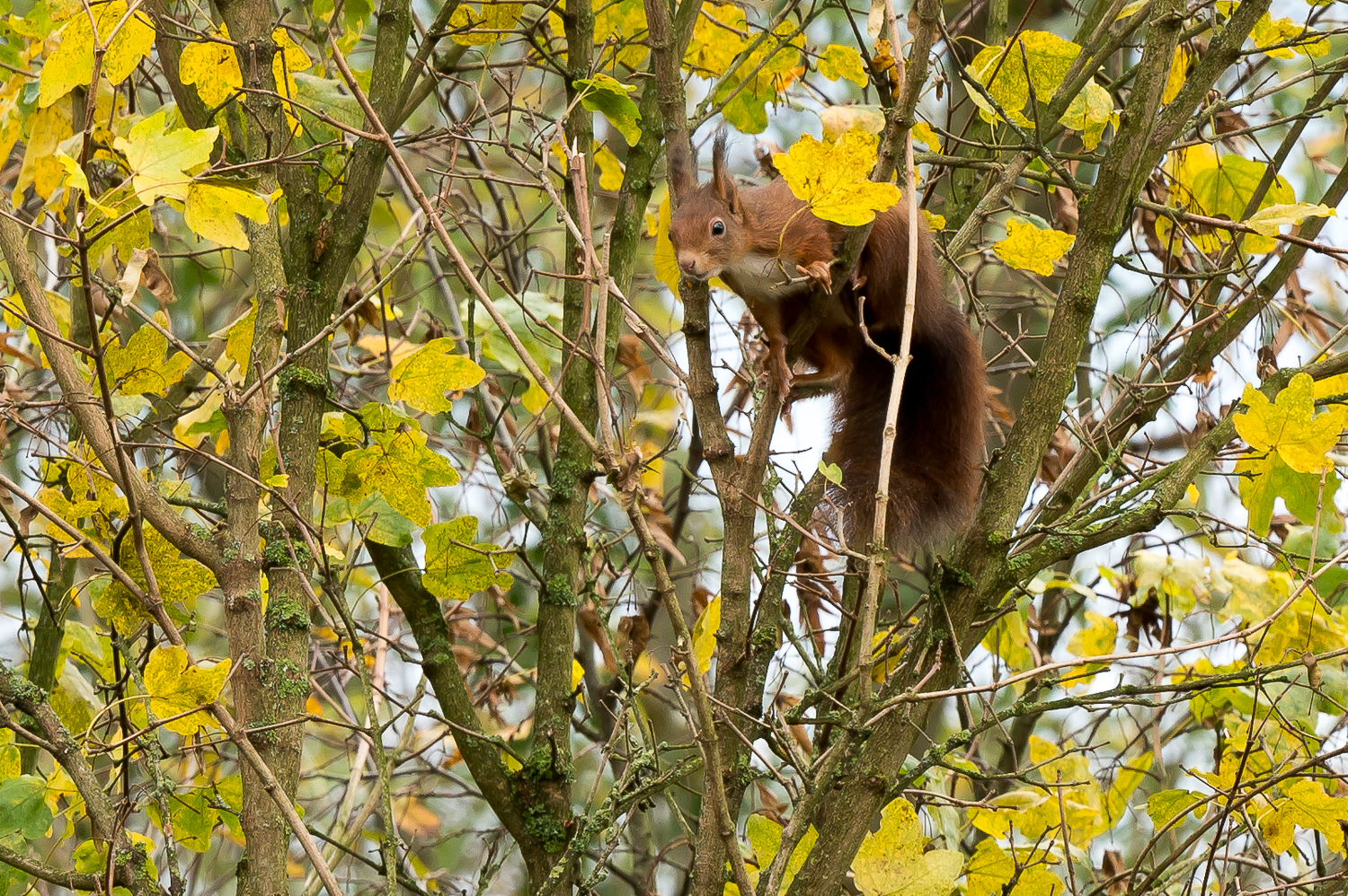 Eichhörnchen