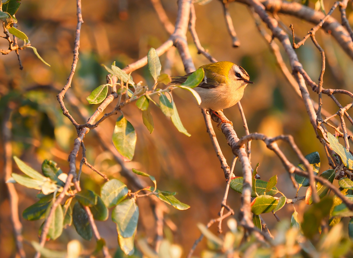 Sommergoldhähnchen im letzten Licht