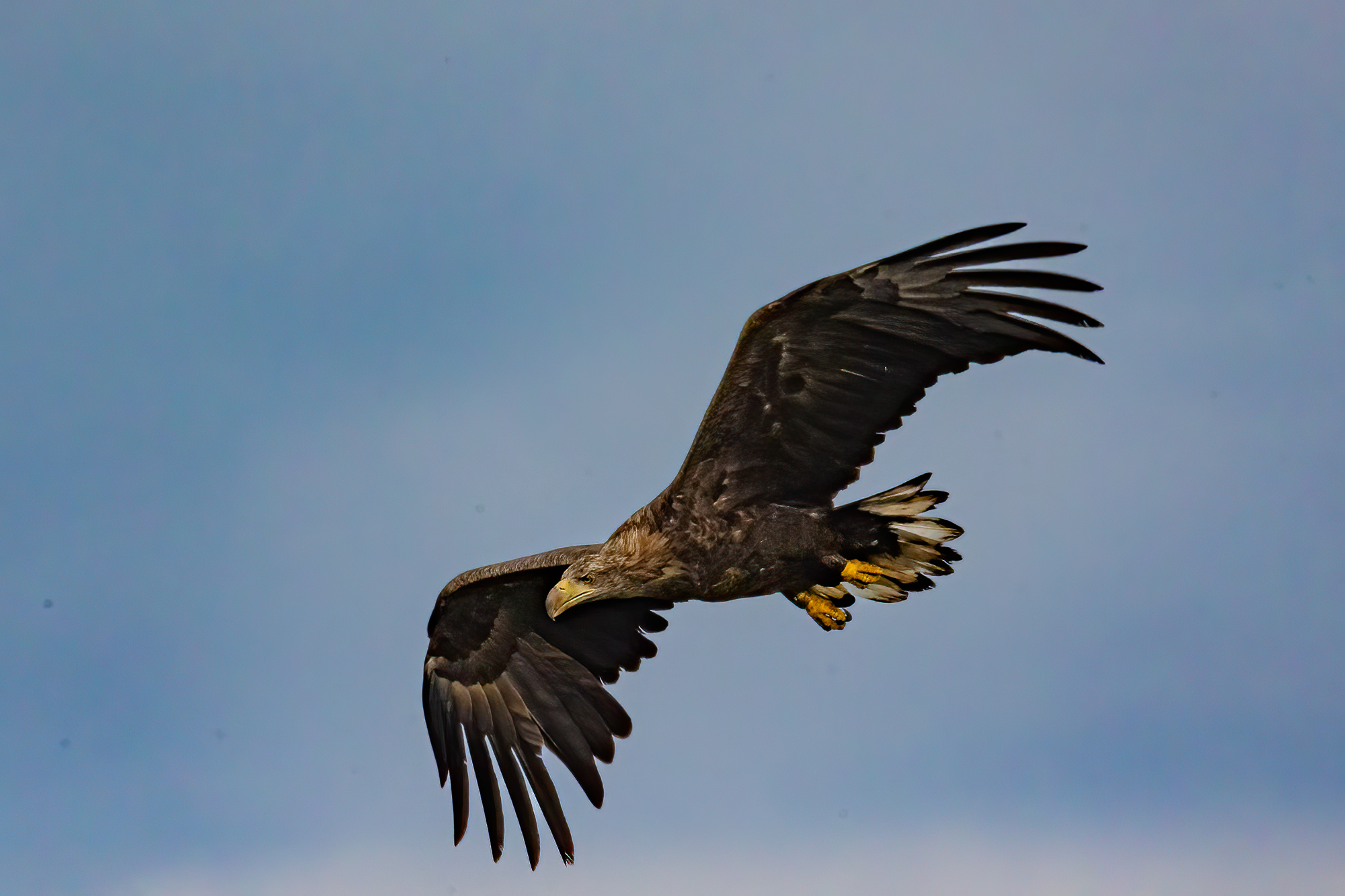 Junger Seeadler