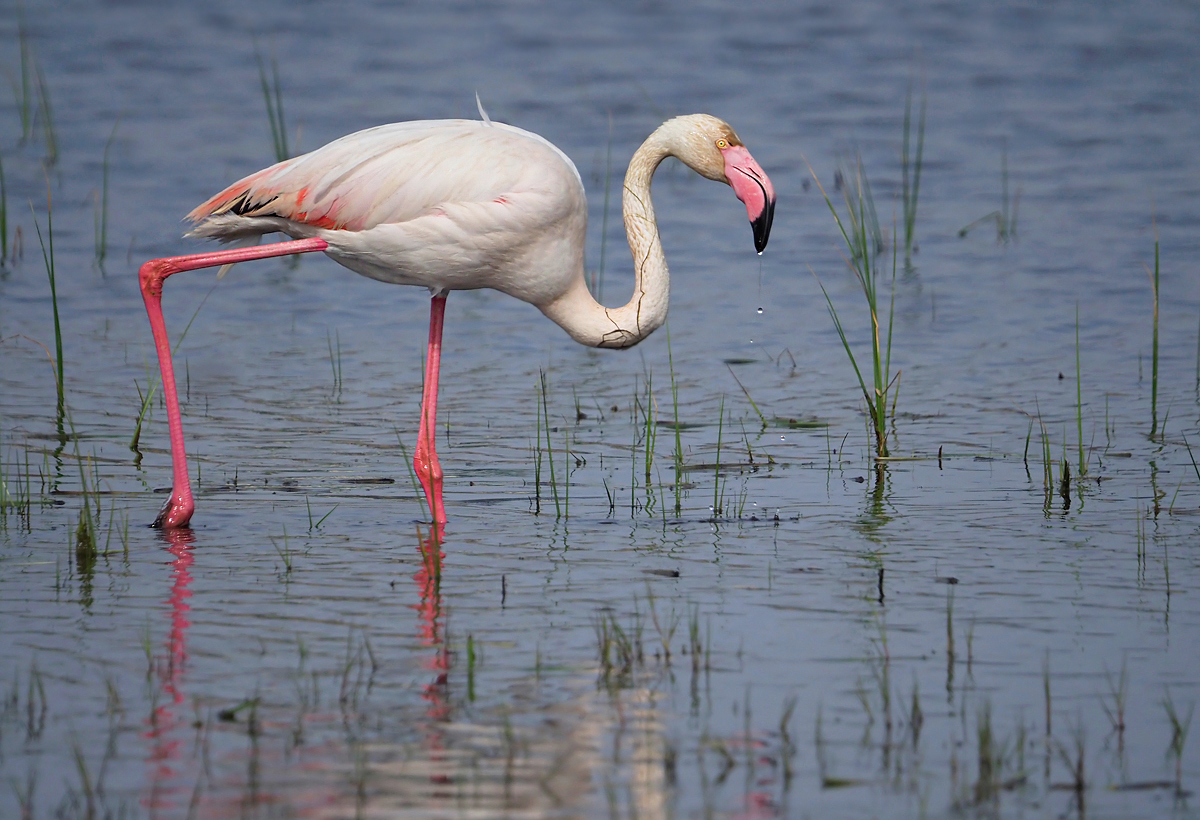 Flamingo 
