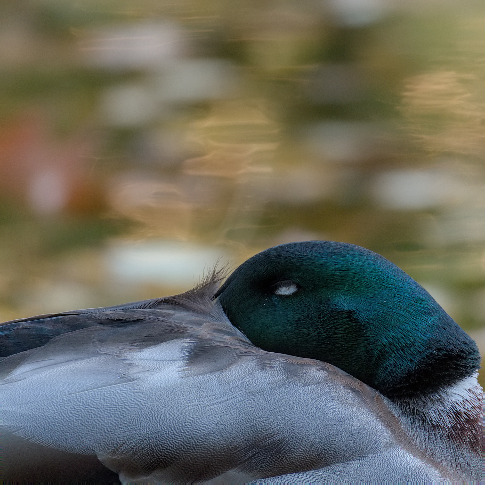 Einfach Ente sein...